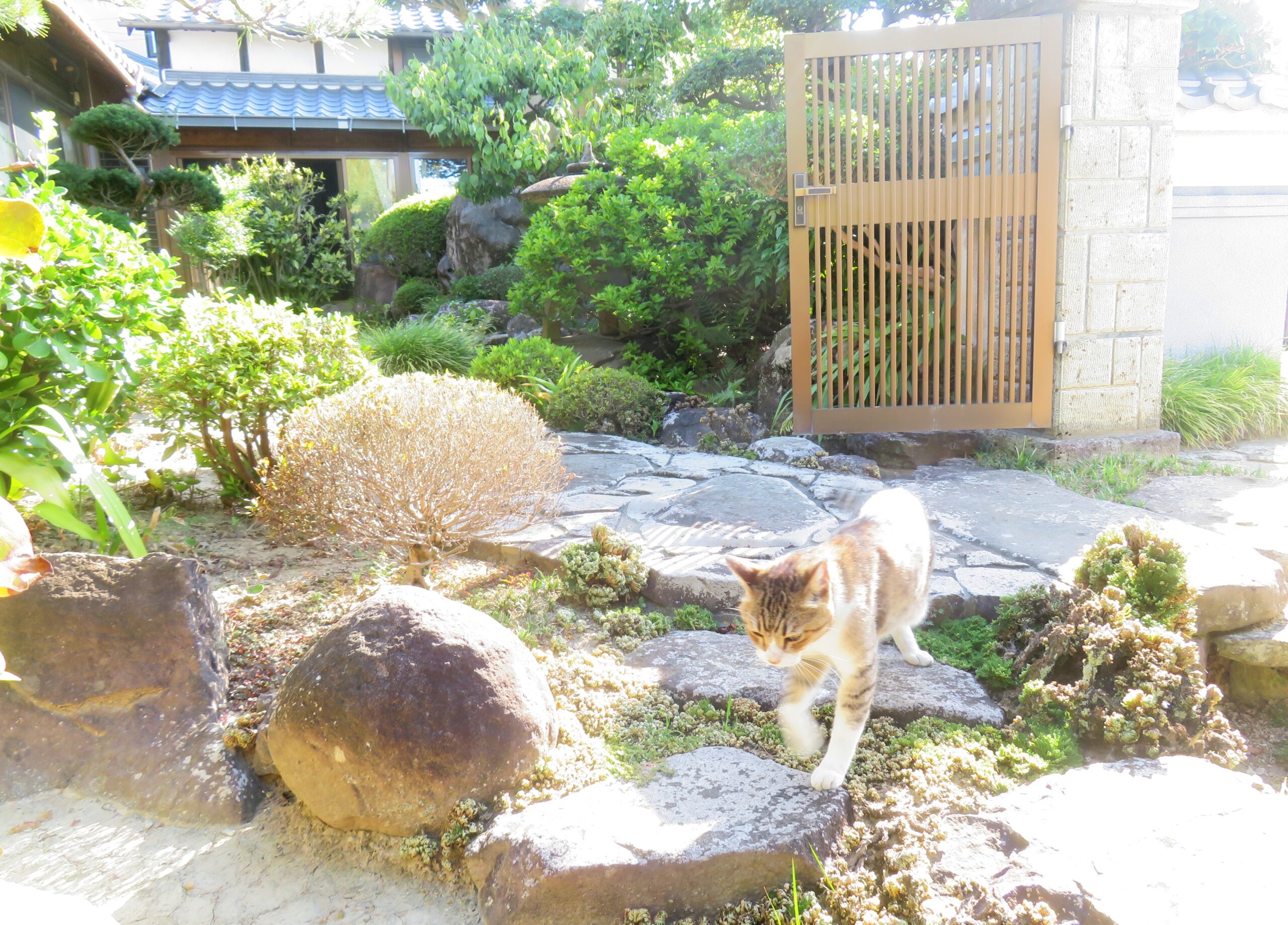 ねこ、風太　巡回