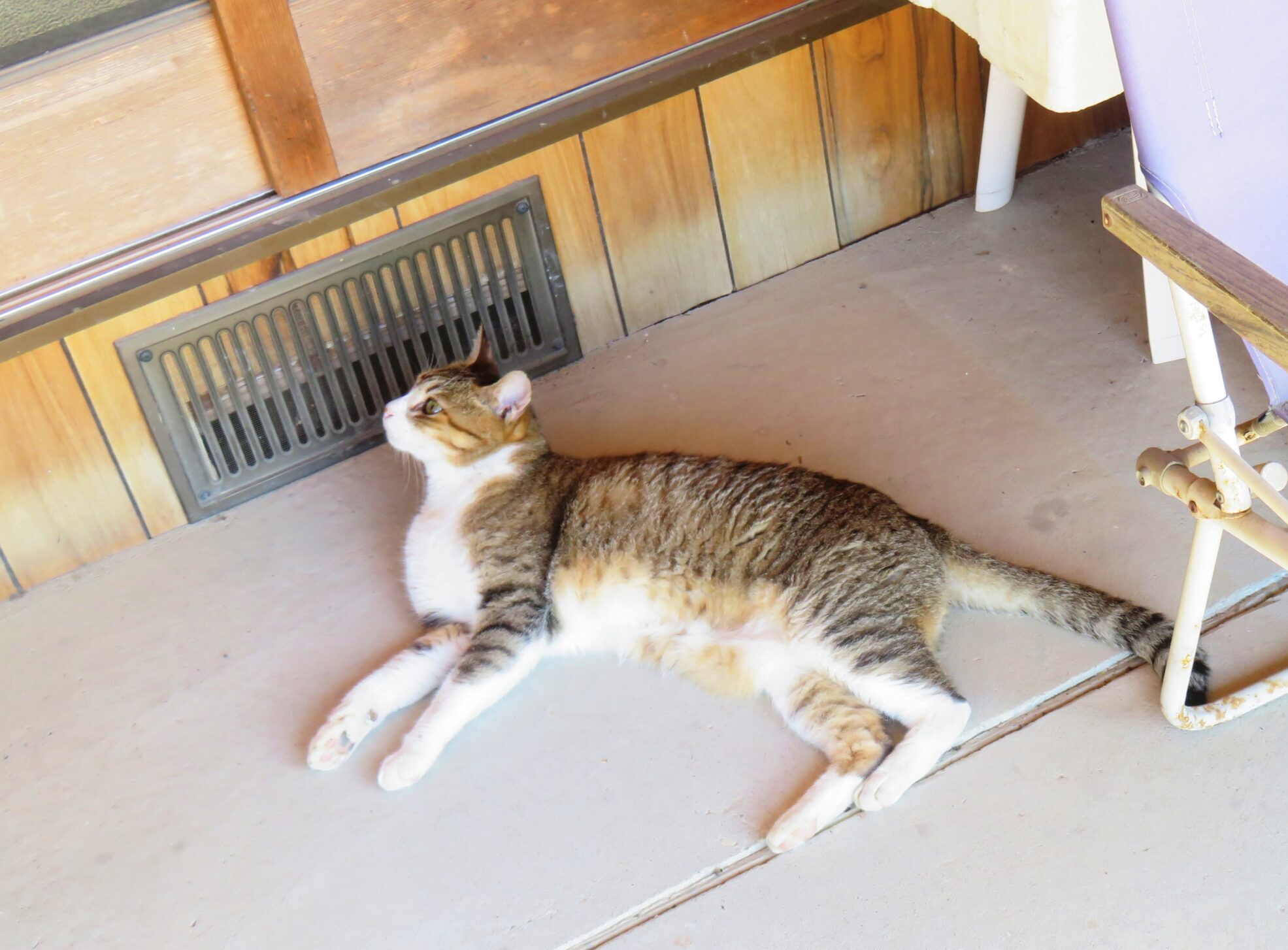 ねこ、風太　日陰