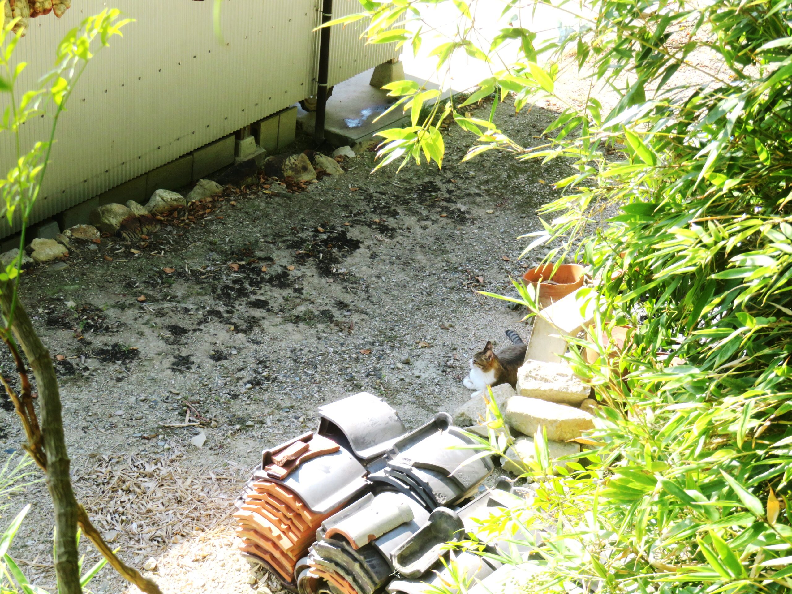 ねこ、風太　巡回