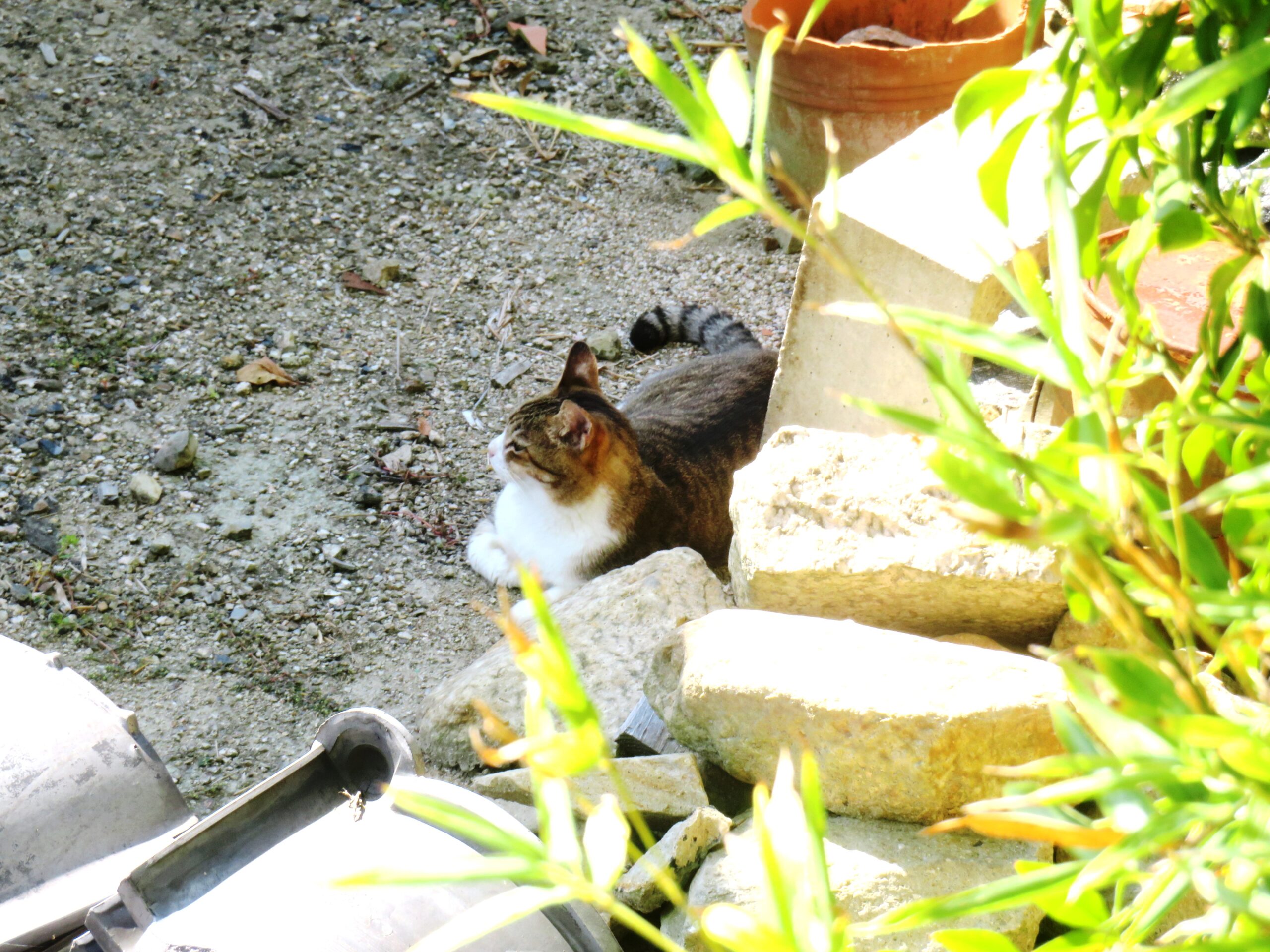 ねこ、風太　巡回