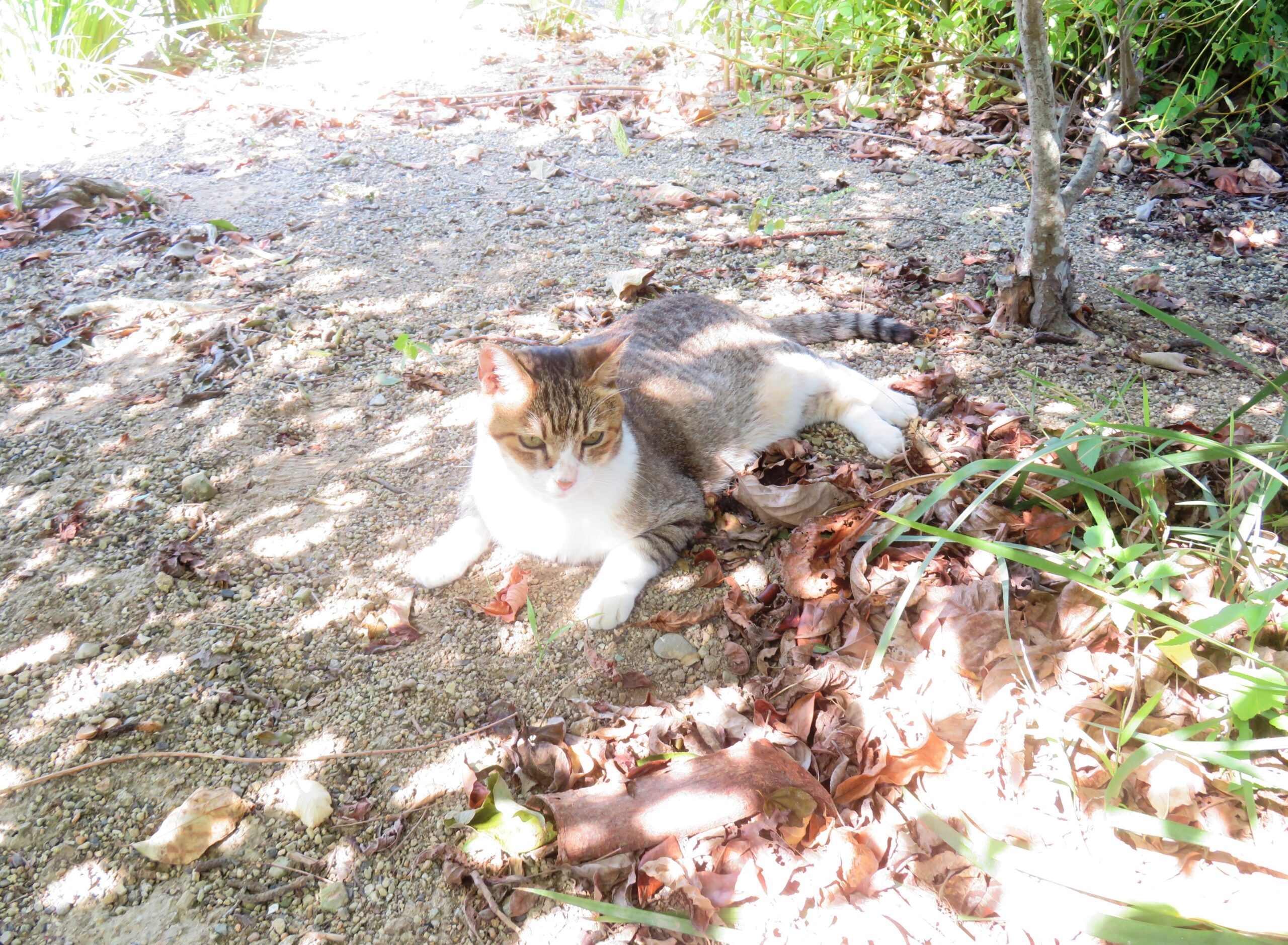 ねこ、風太　木陰