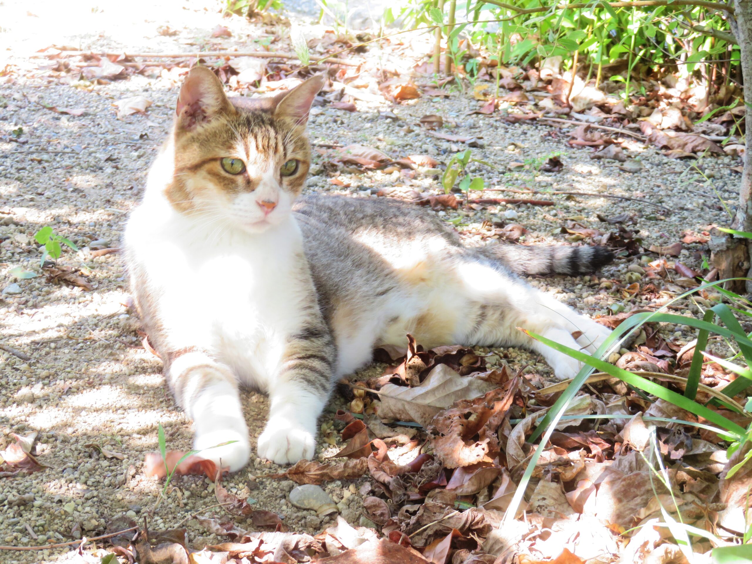 ねこ、風太　木陰