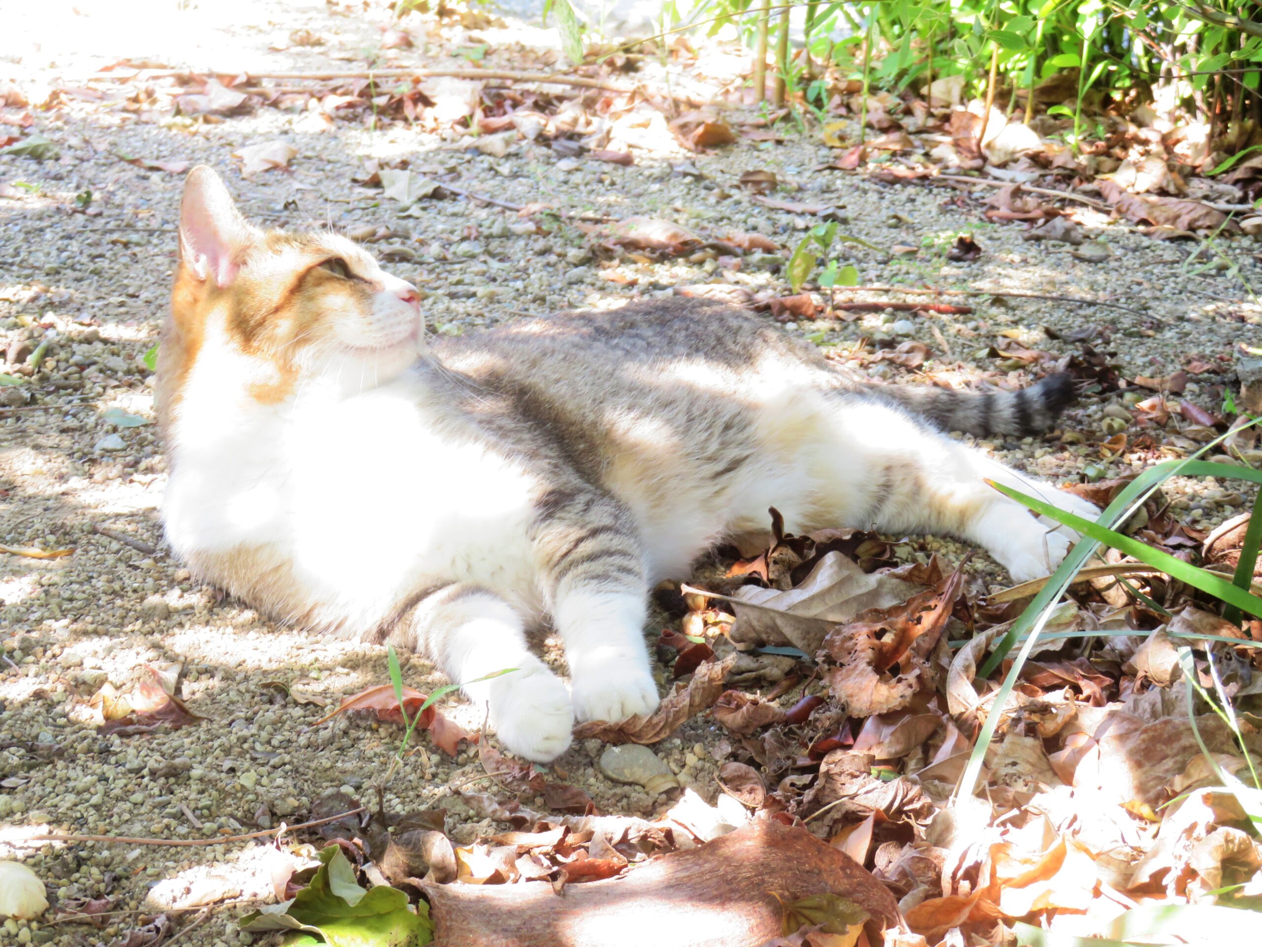 ねこ、風太　木陰