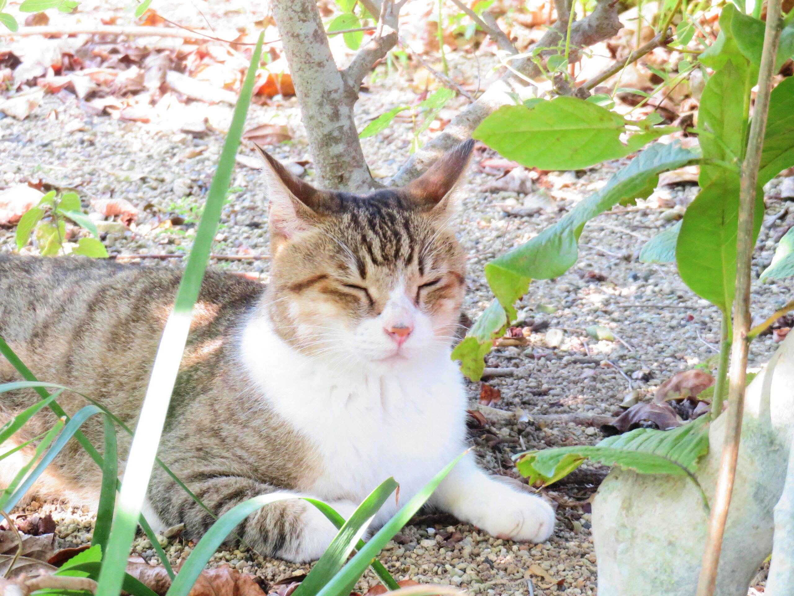 ねこ、風太　木陰