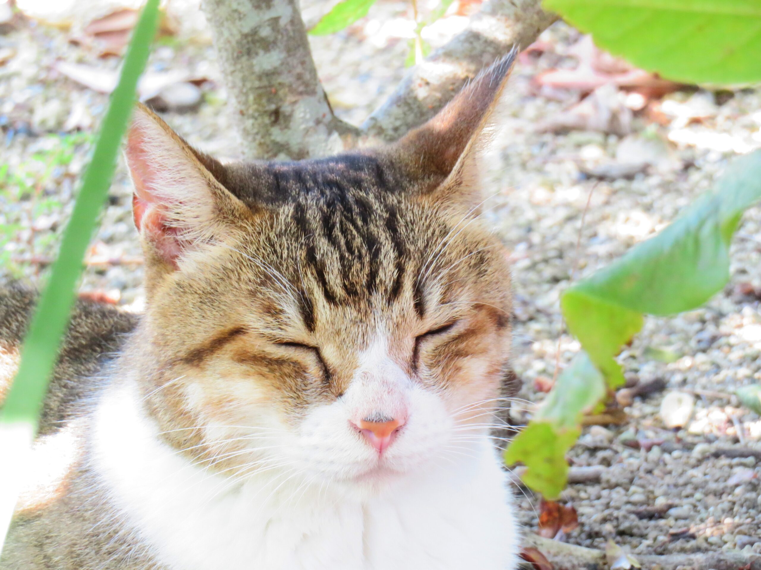 ねこ、風太　木陰