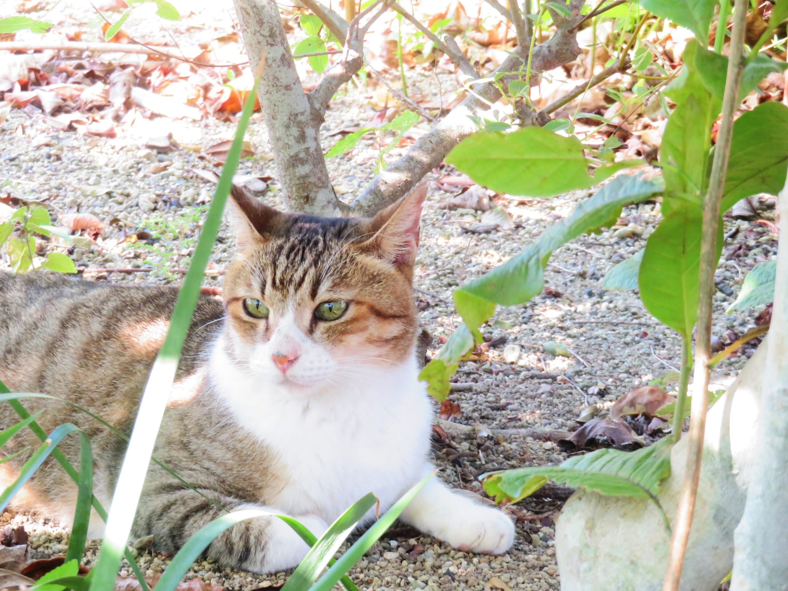 ねこ、風太　木陰