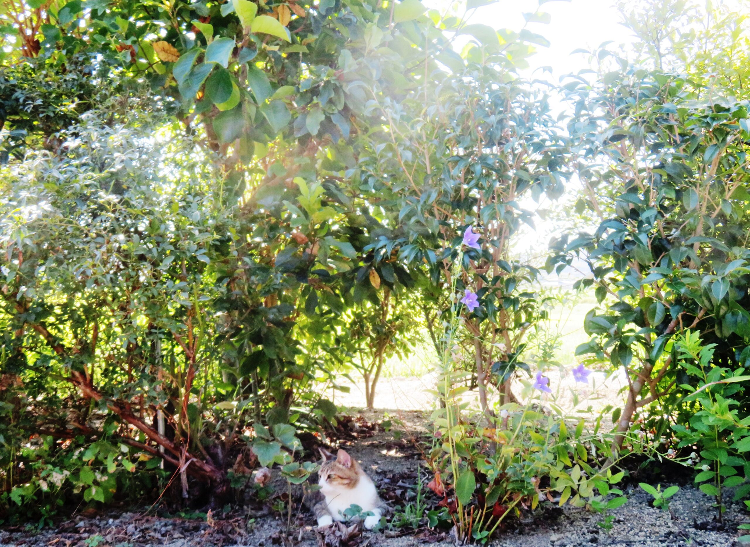 ねこ、風太　木陰