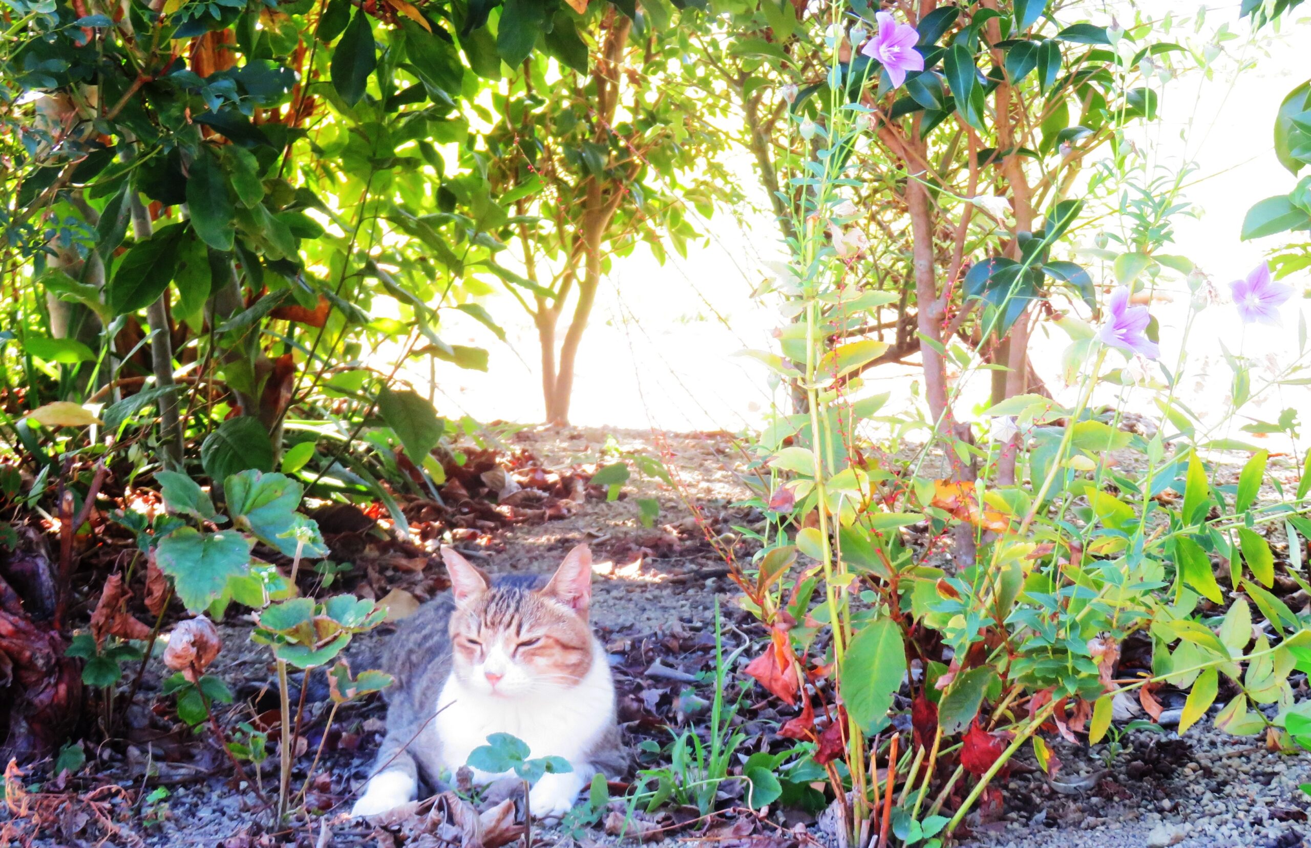 ねこ、風太　木陰