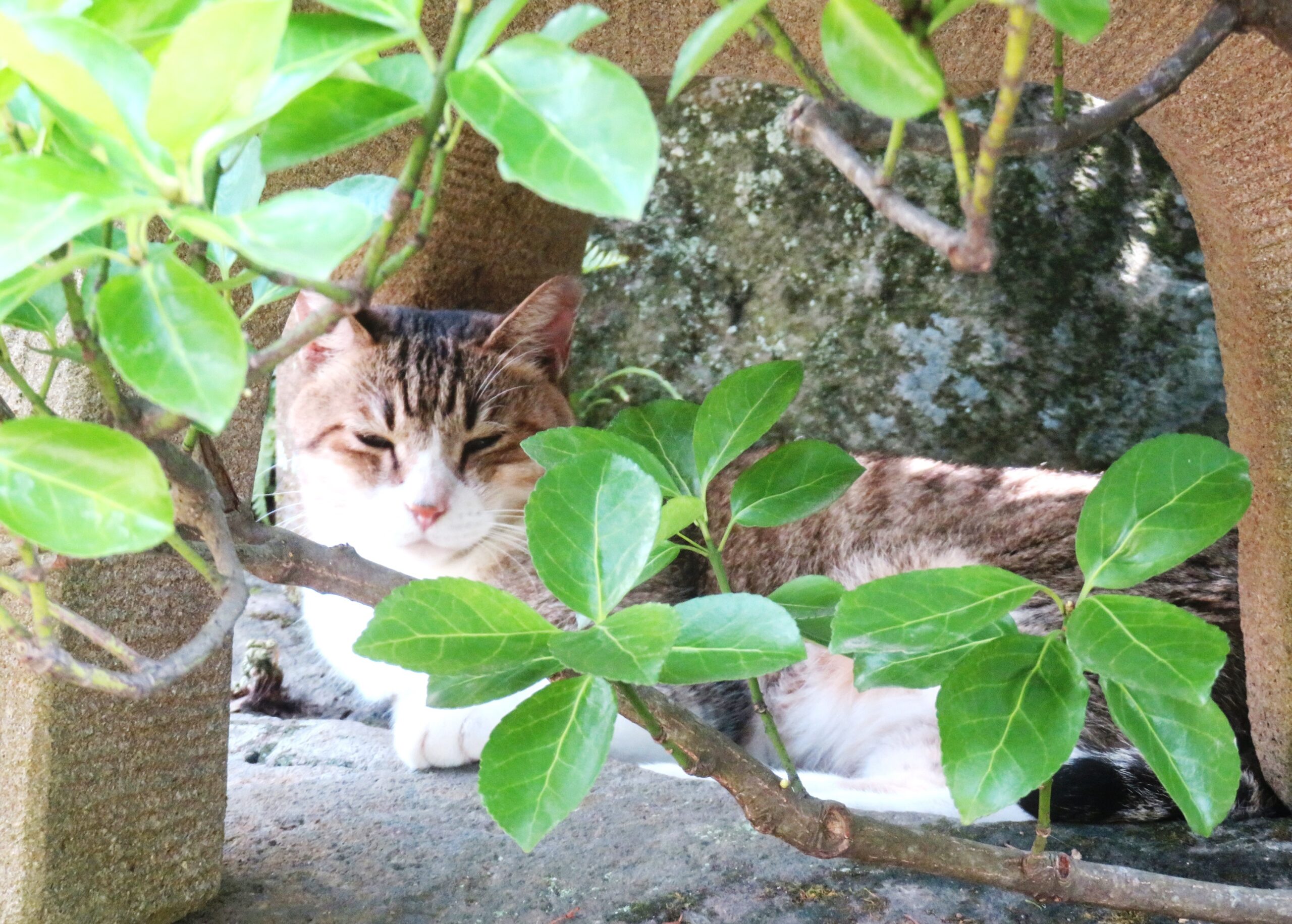 ねこ、風太　日陰