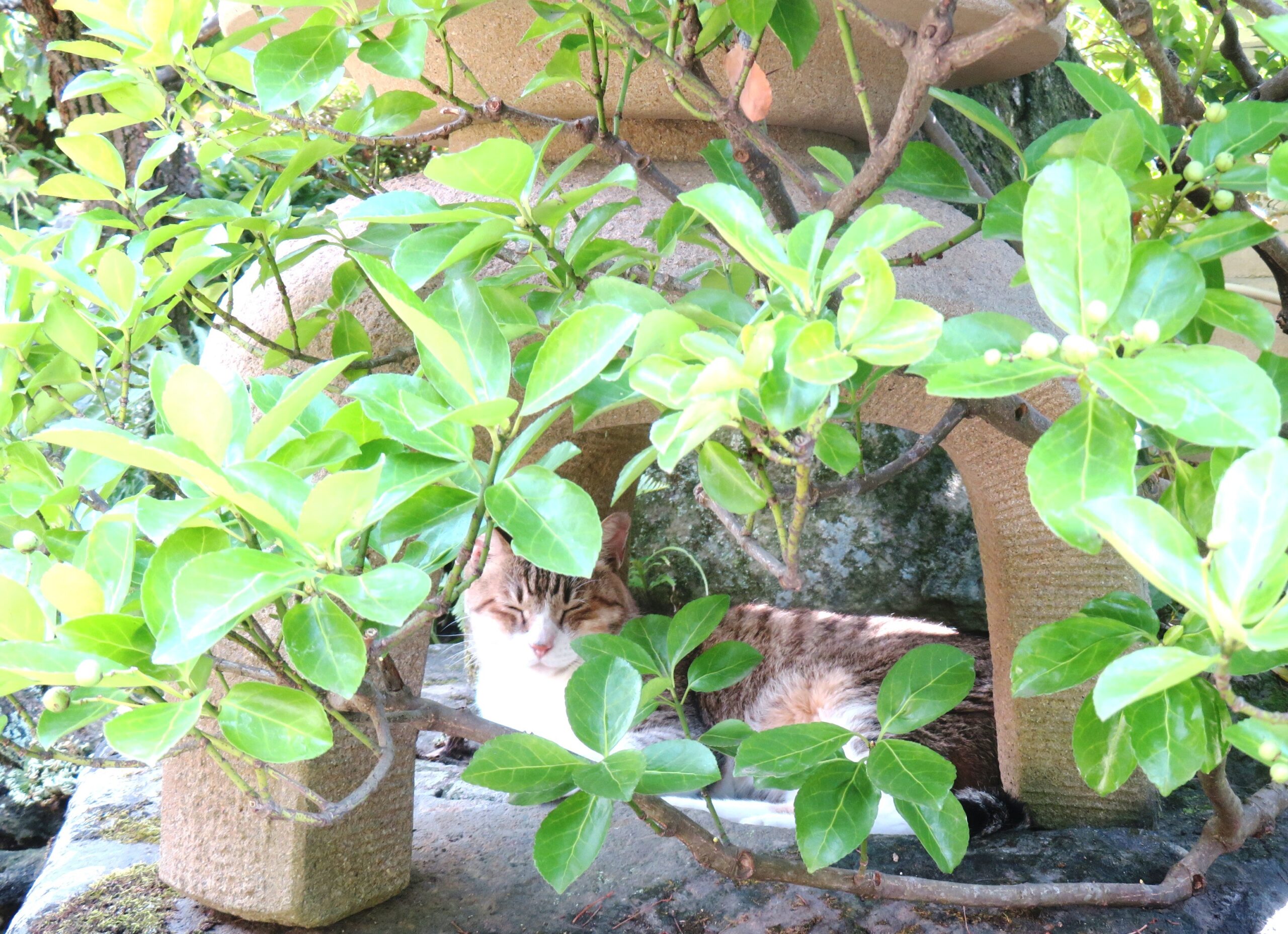 ねこ、風太　日陰