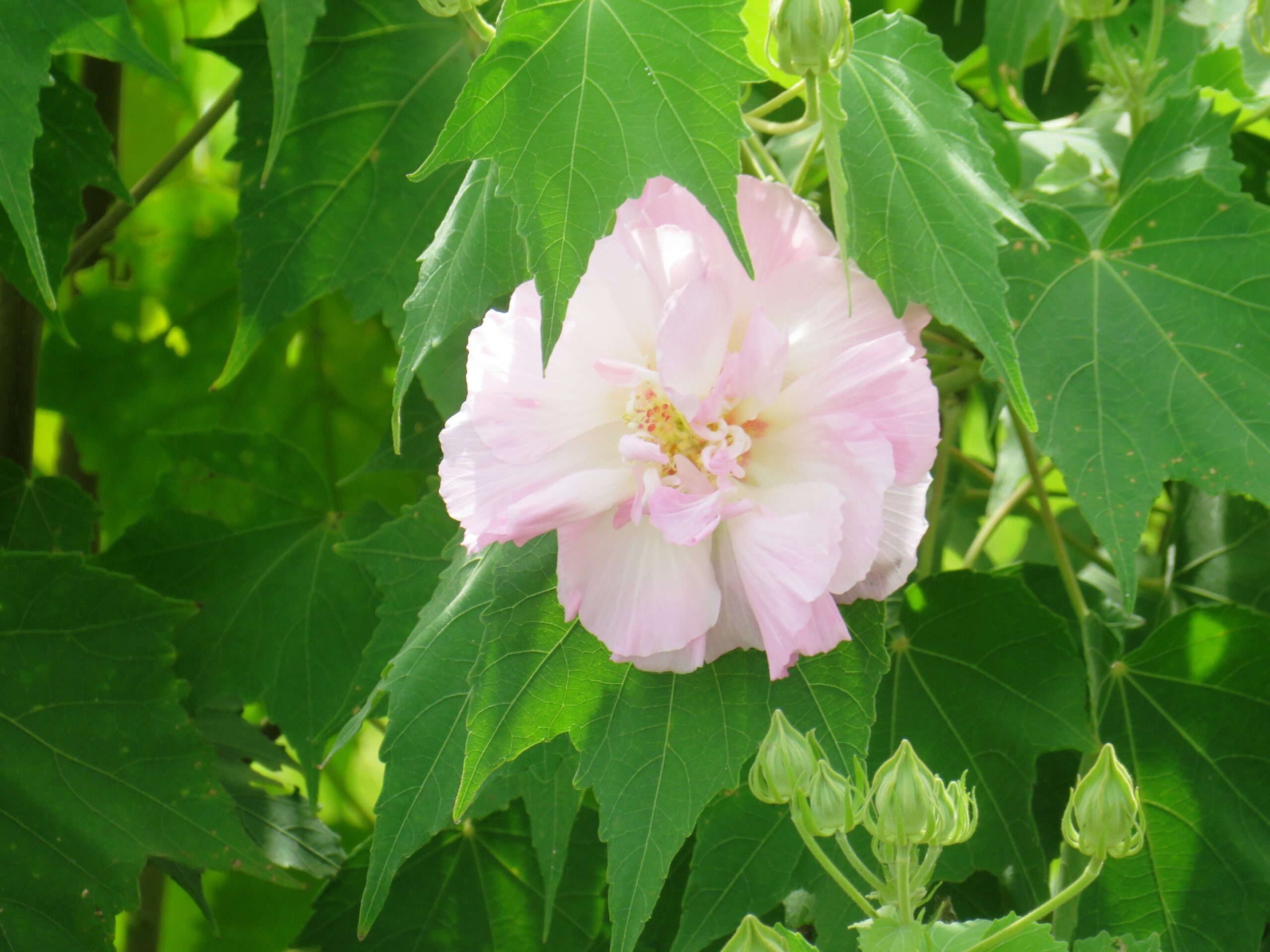 酔芙蓉（すいふよう）