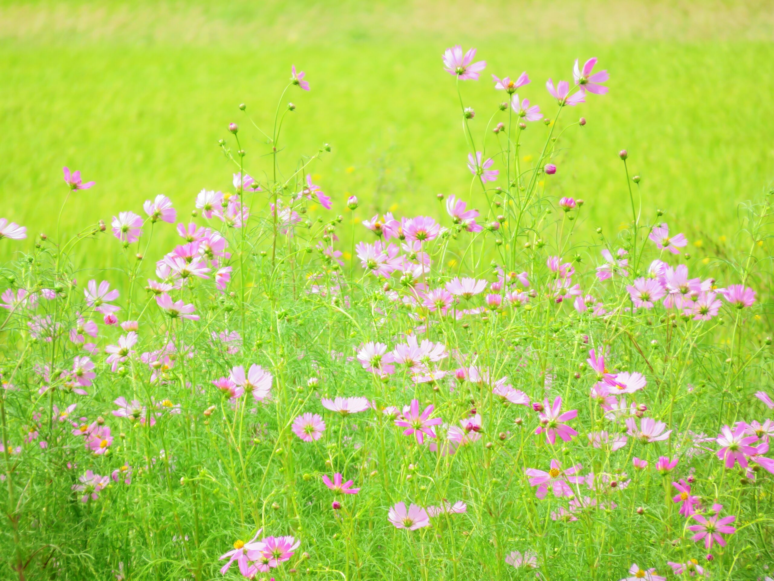 秋分の田舎　コスモス（秋桜）