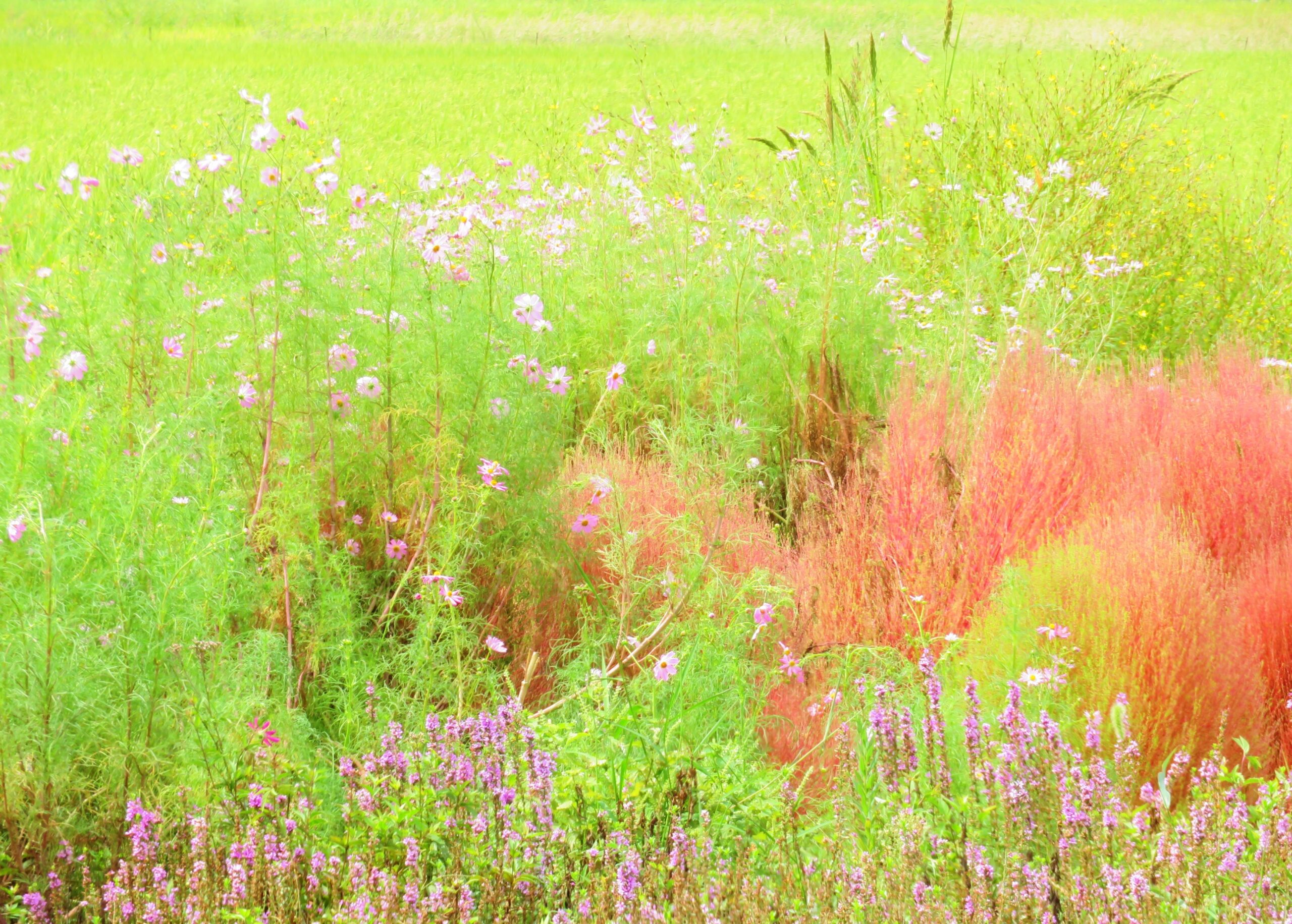 秋分の田舎　畑花壇