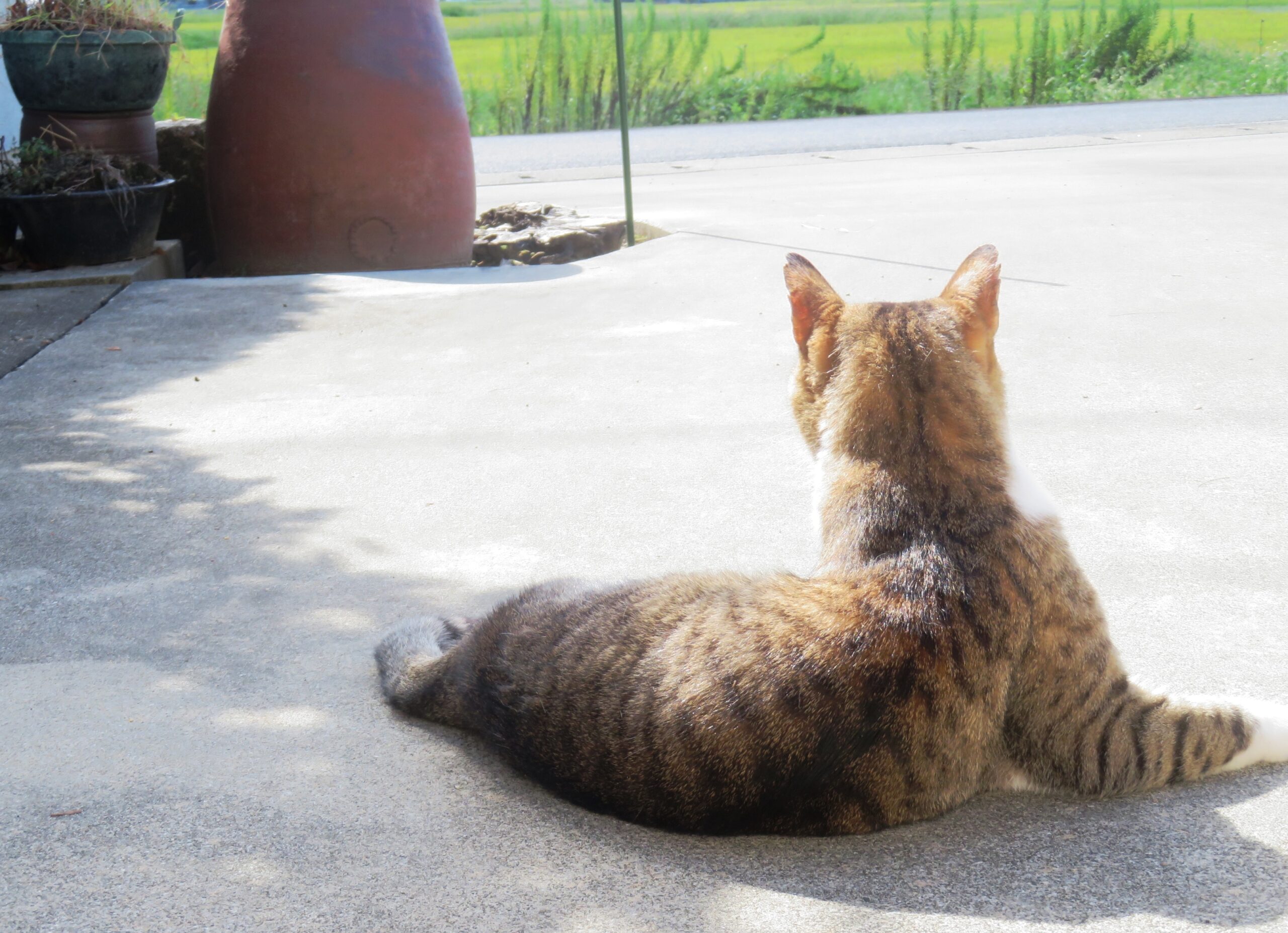 ねこ、風太　巡回