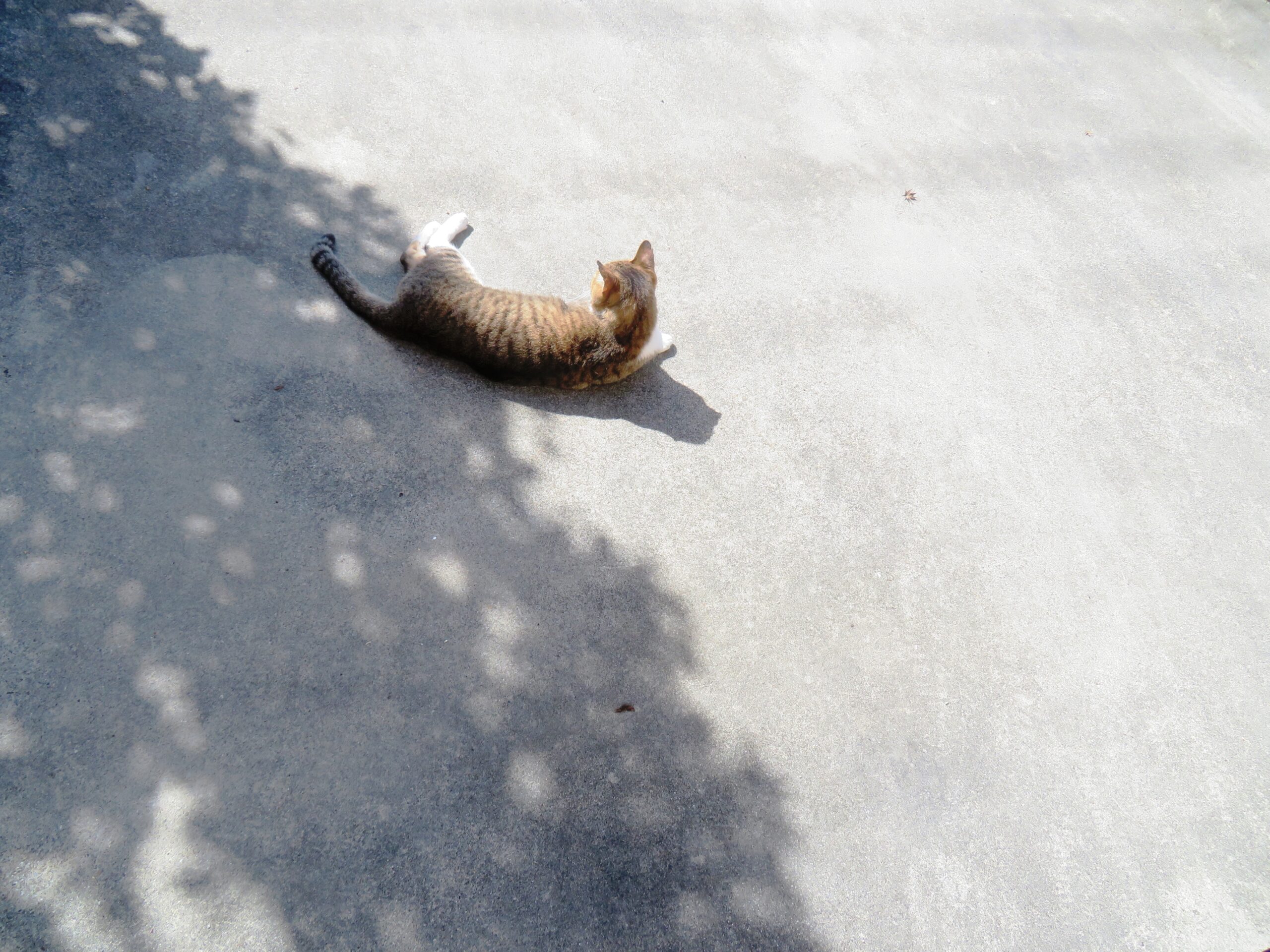 ねこ、風太　巡回