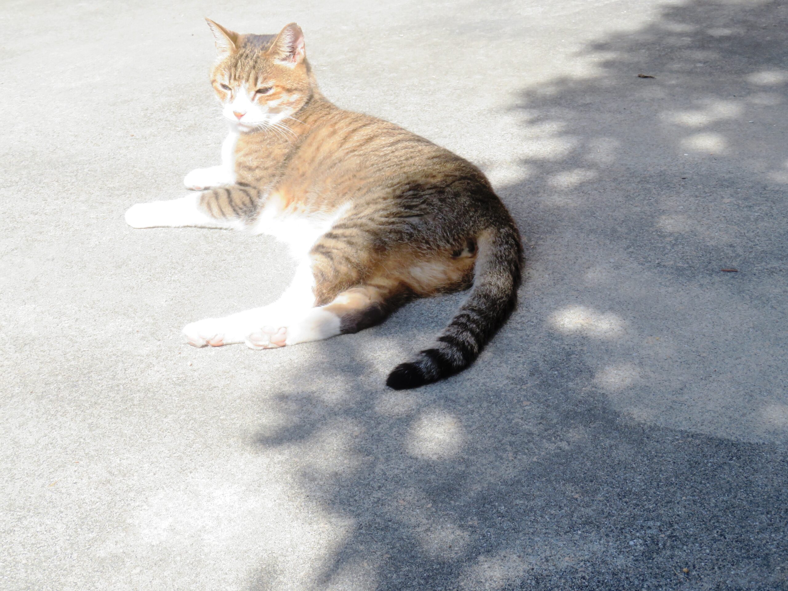 ねこ、風太　巡回