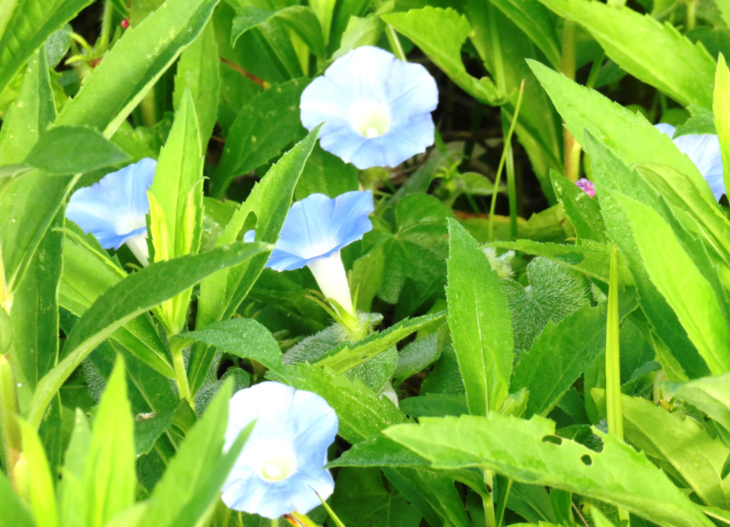 秋の草叢