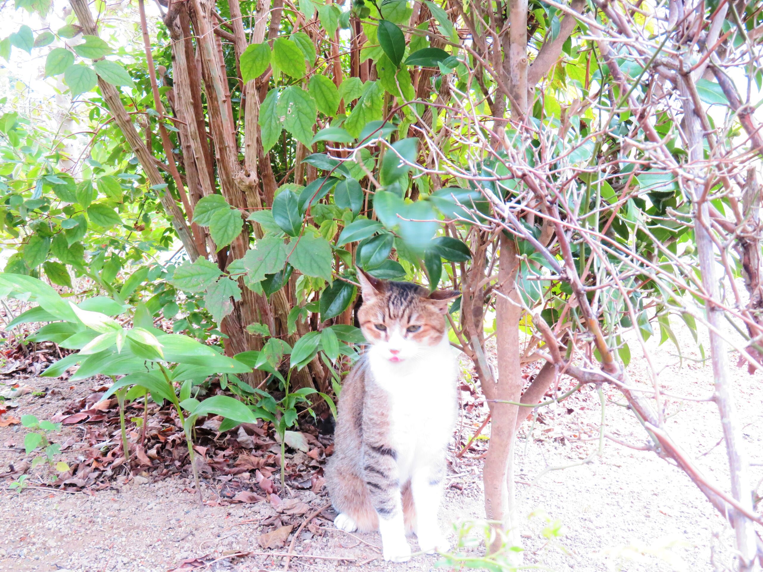 ねこ、風太　巡回