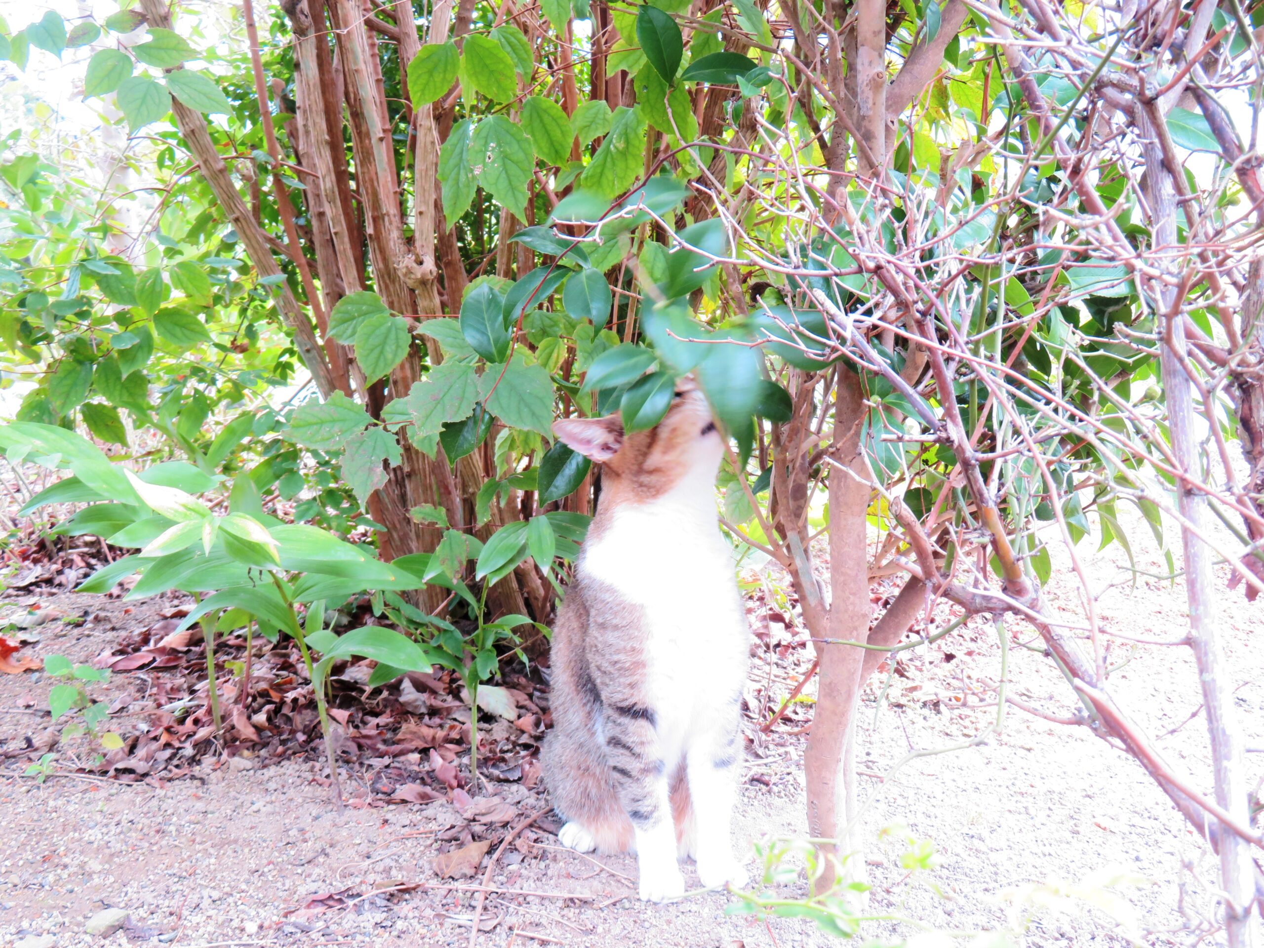 ねこ、風太　巡回