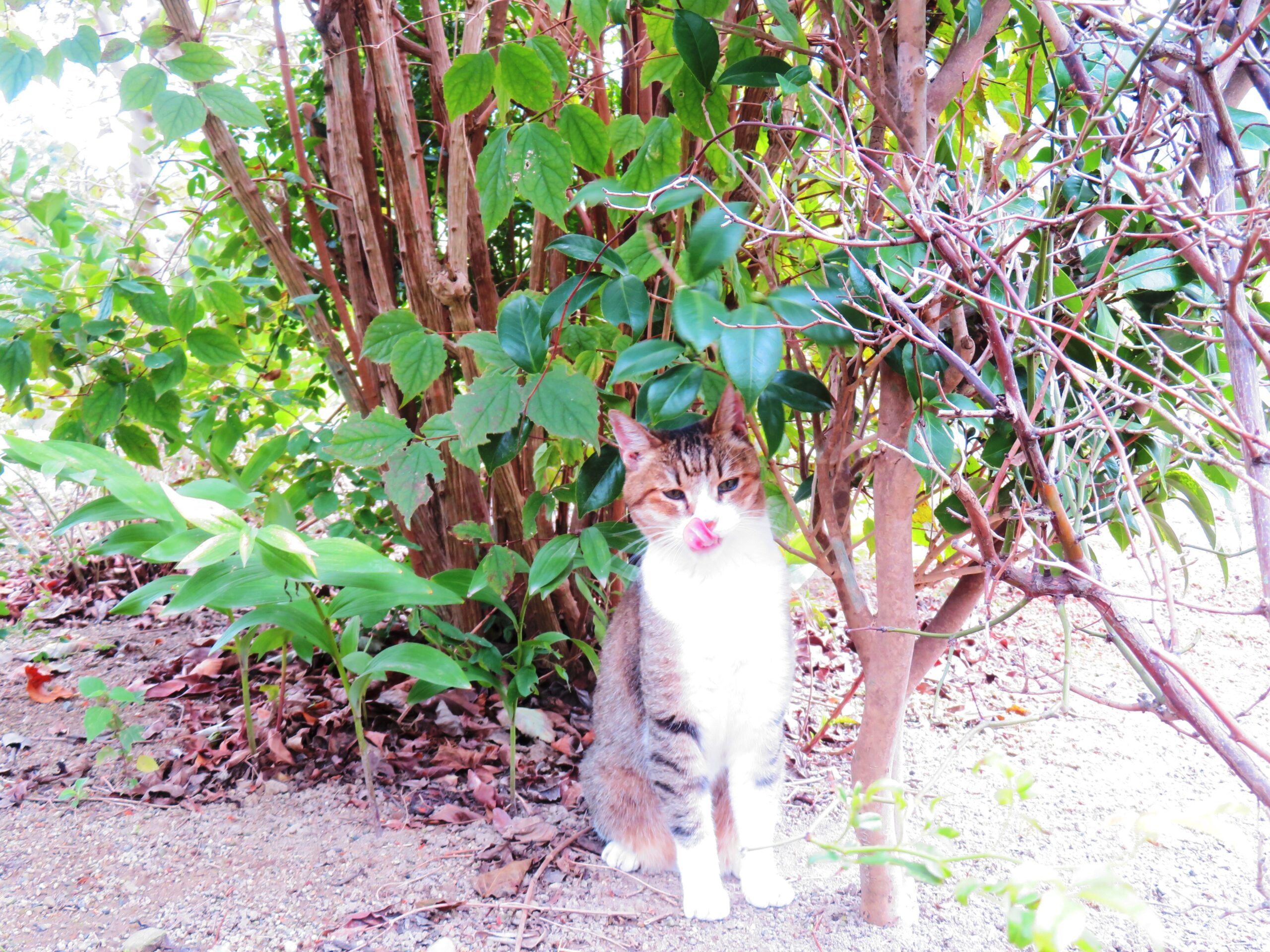 ねこ、風太　巡回