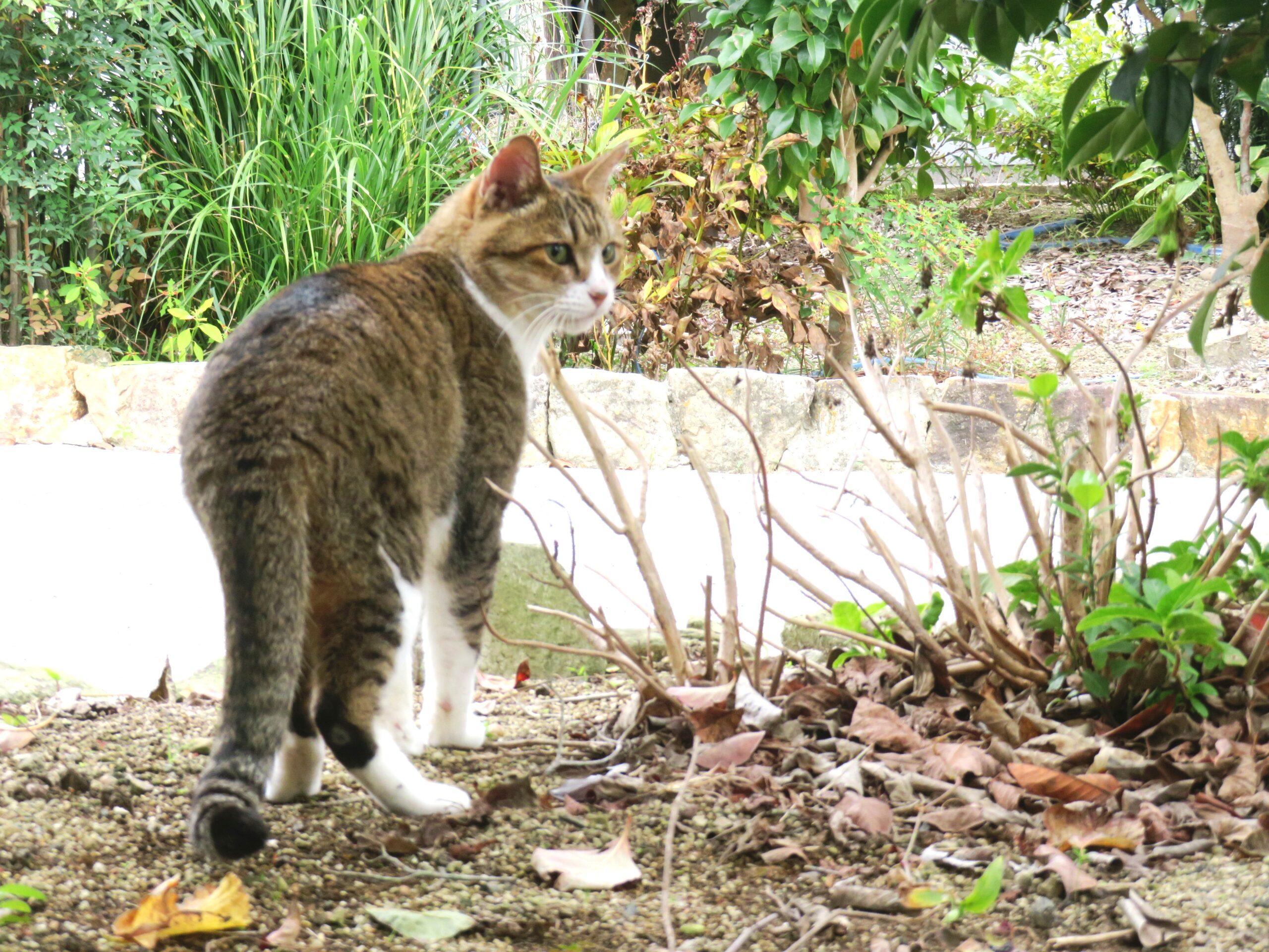 ねこ、風太　巡回