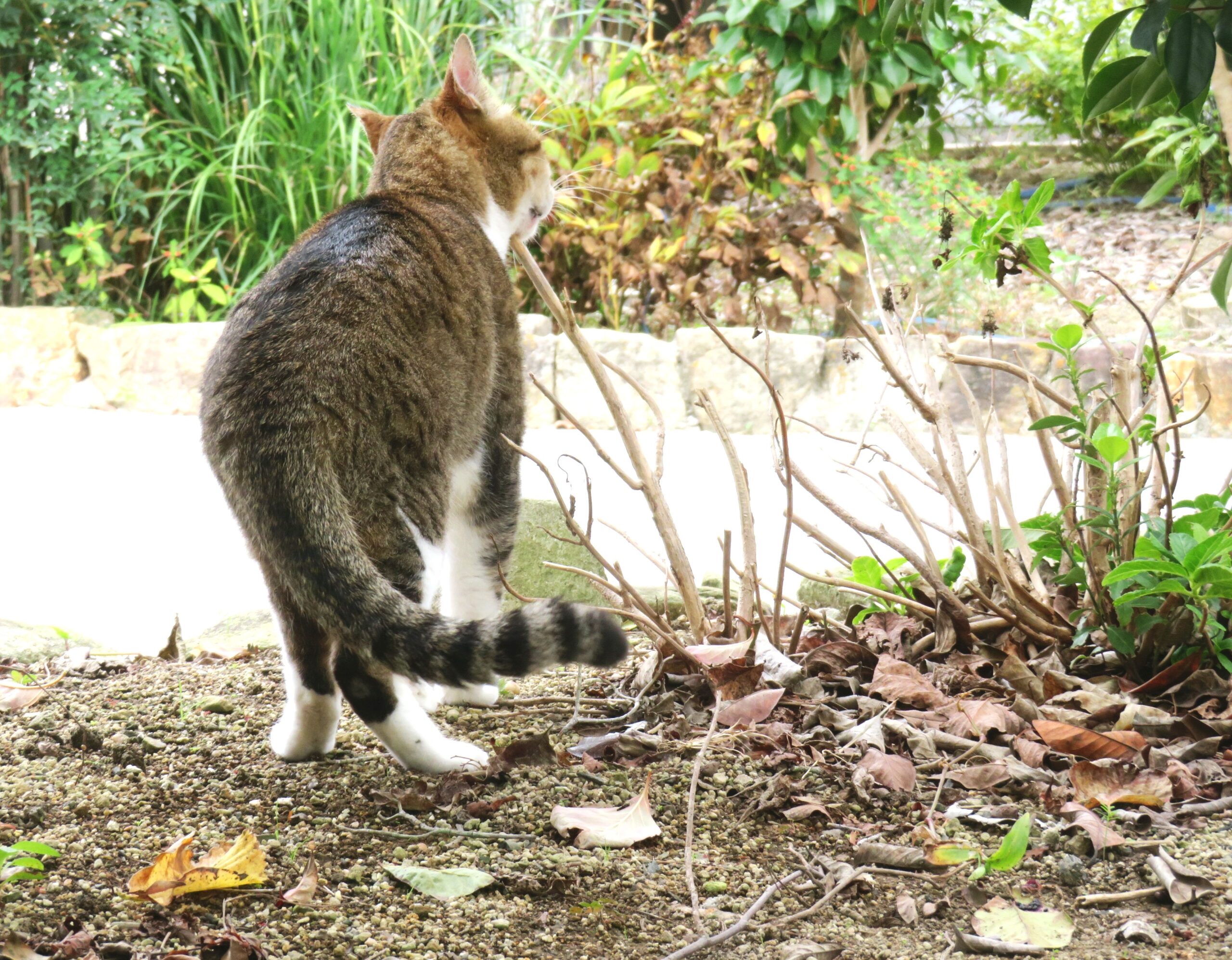 ねこ、風太　巡回