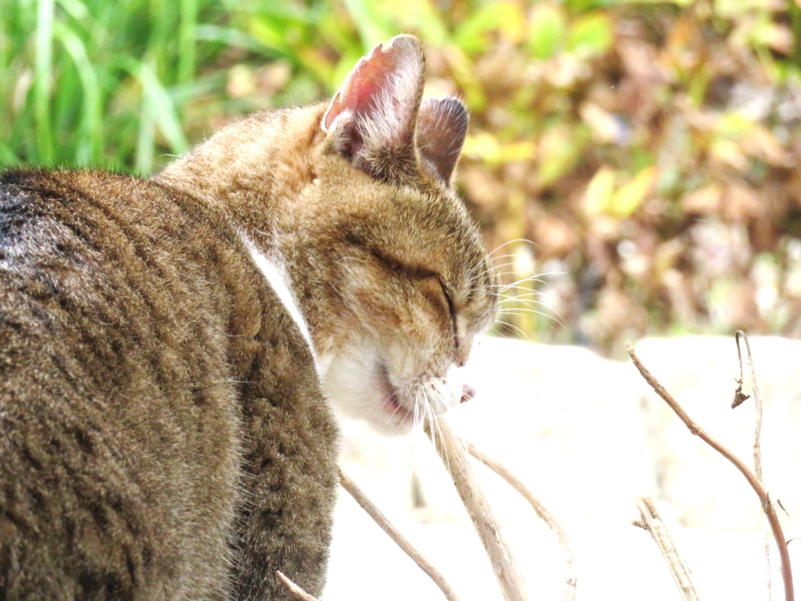 ねこ、風太　巡回