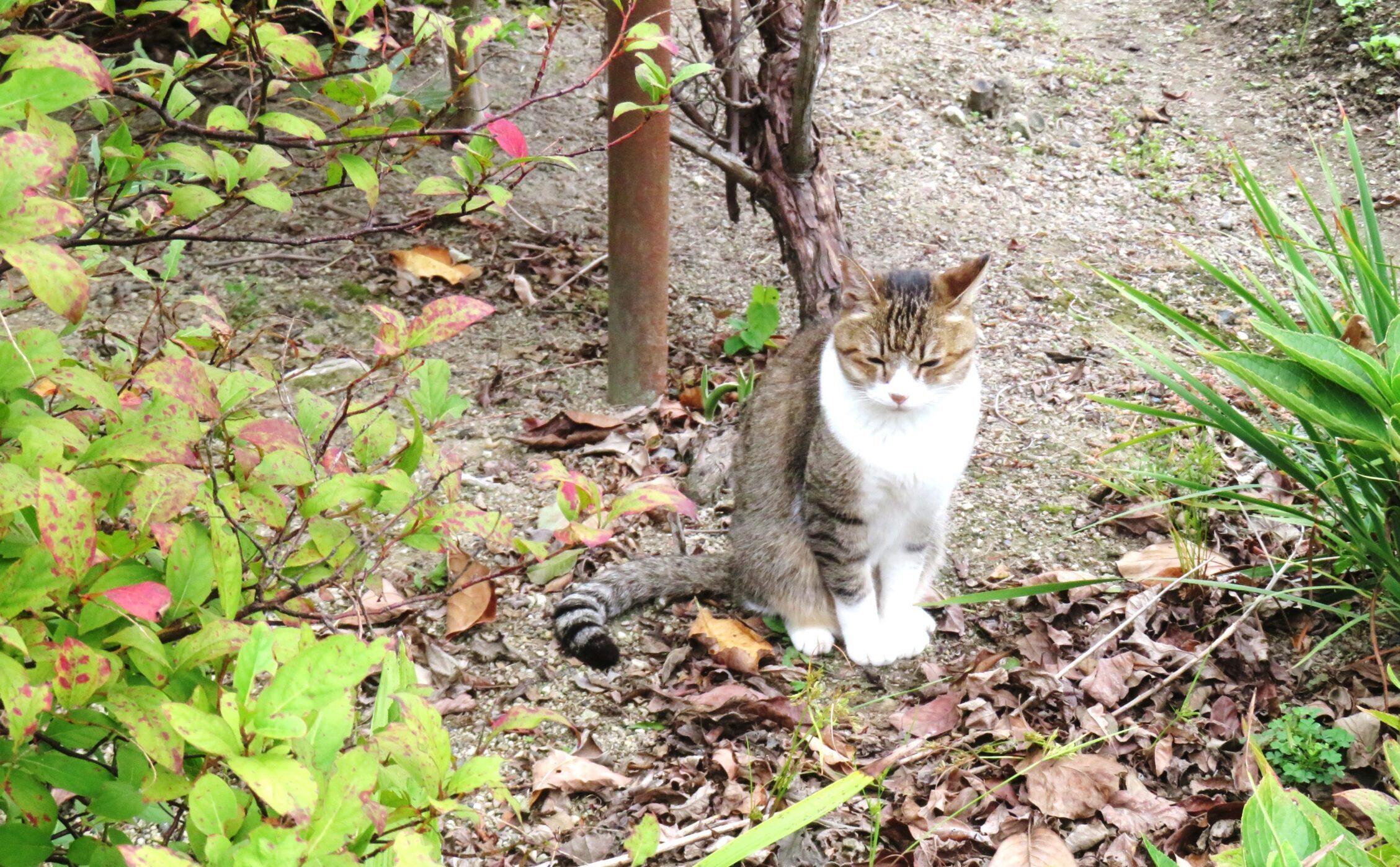 ねこ、風太　巡回