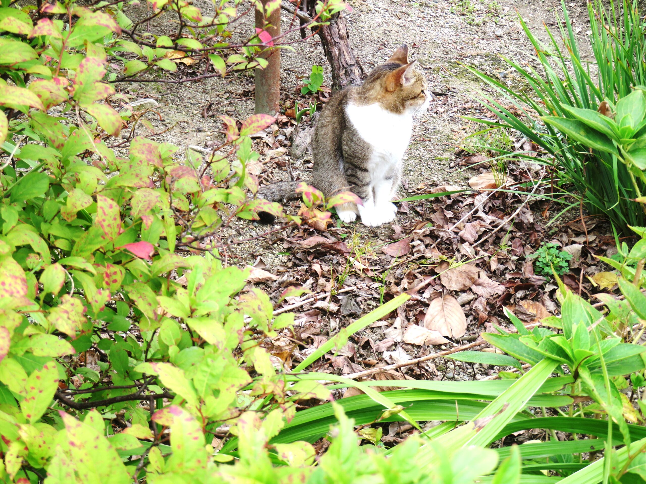 ねこ、風太　巡回