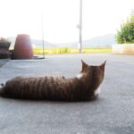 ねこ、風太　巡回