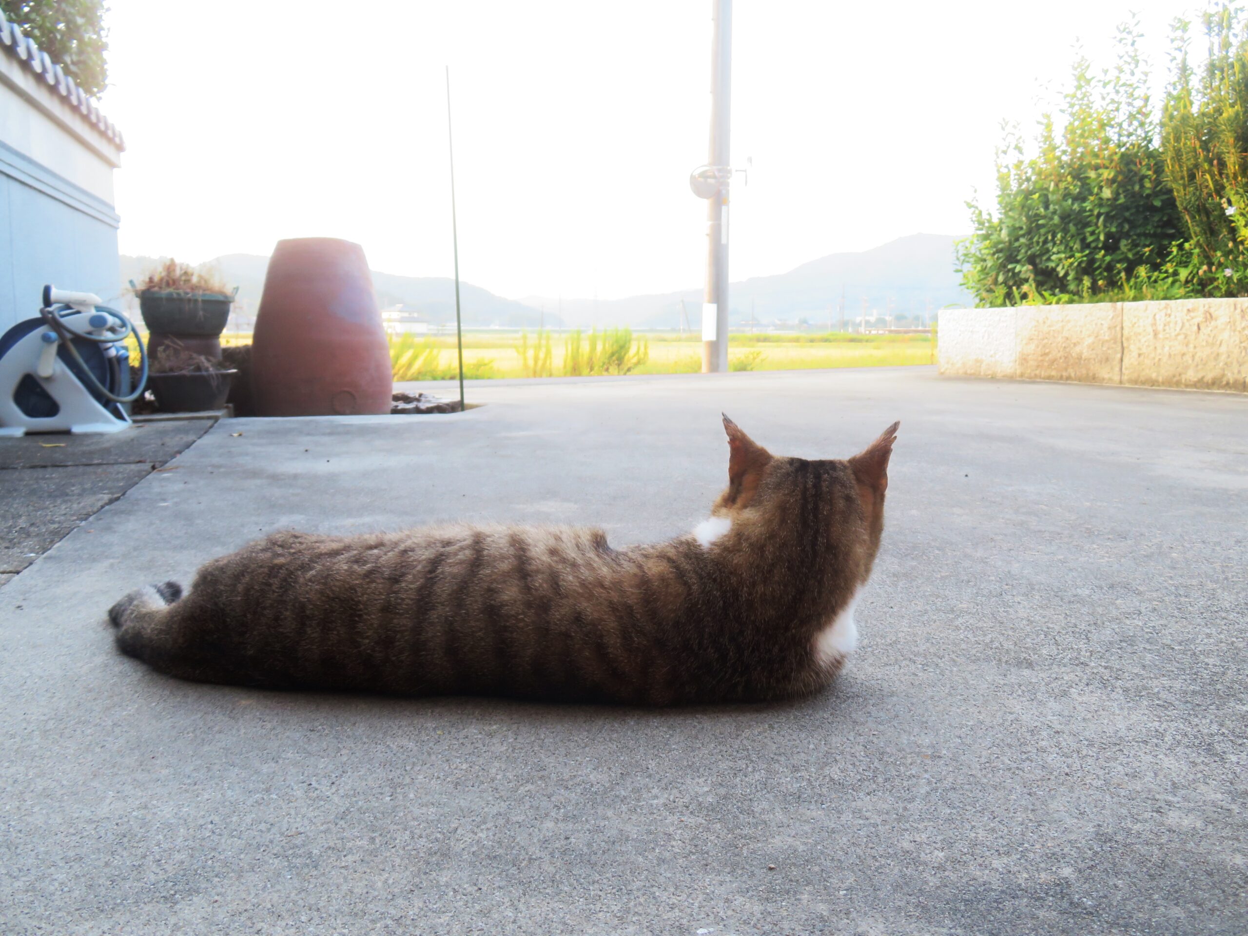 ねこ、風太　巡回