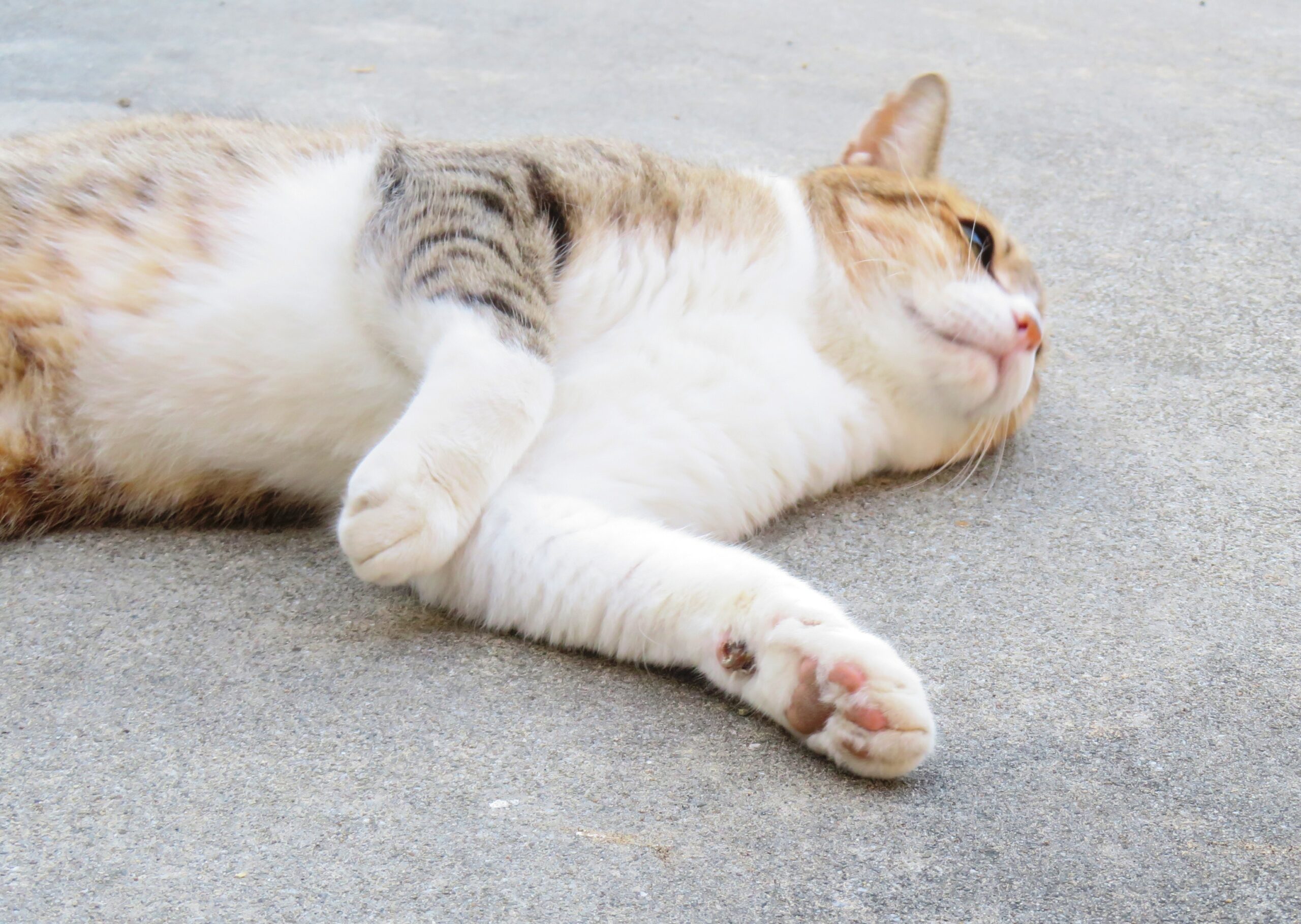 ねこ、風太　巡回