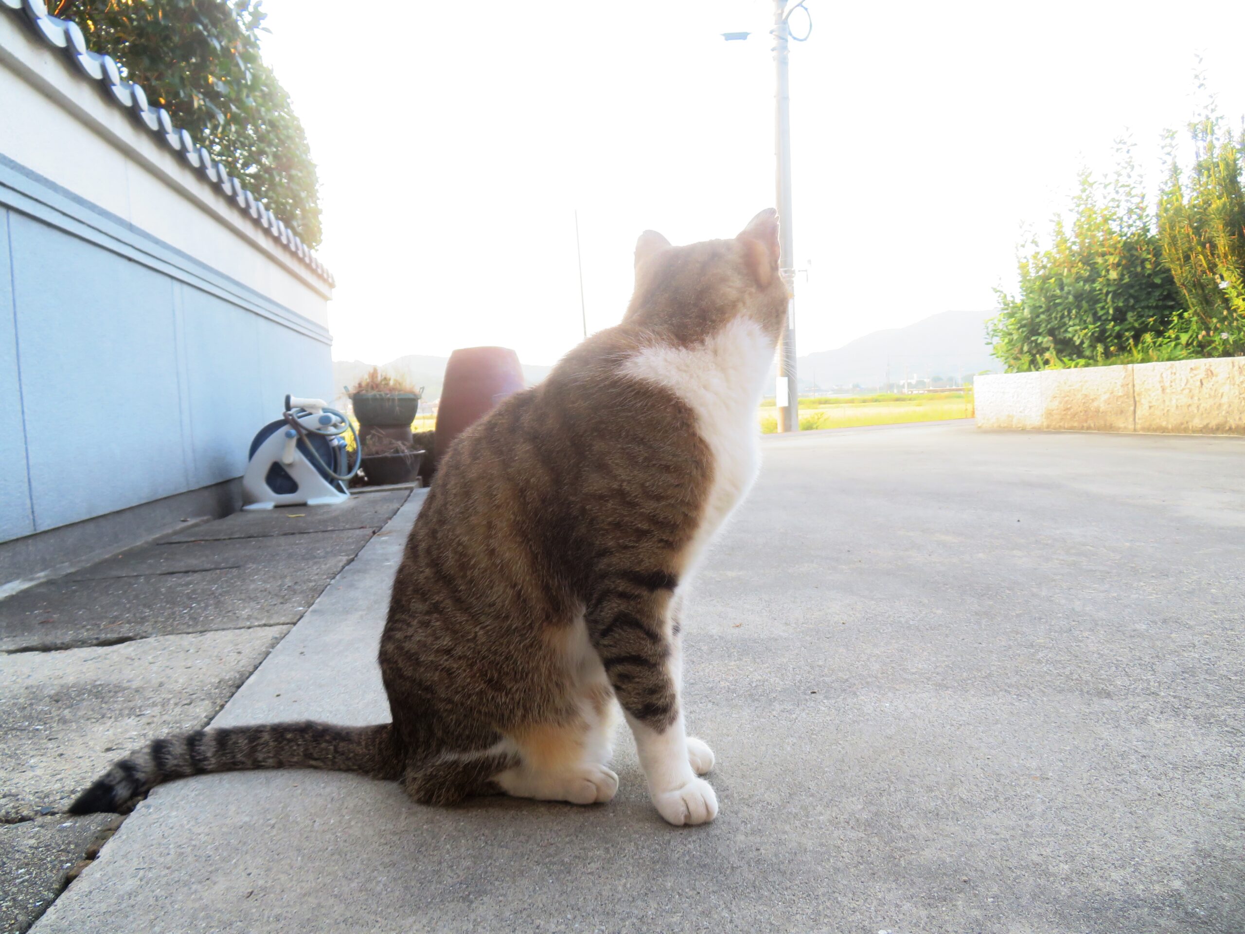 ねこ、風太　巡回