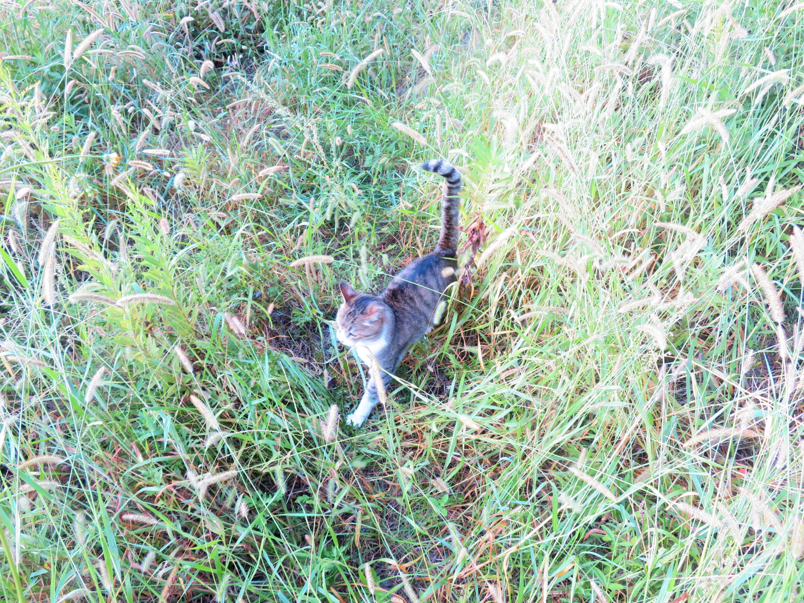 ねこ、風太　巡回