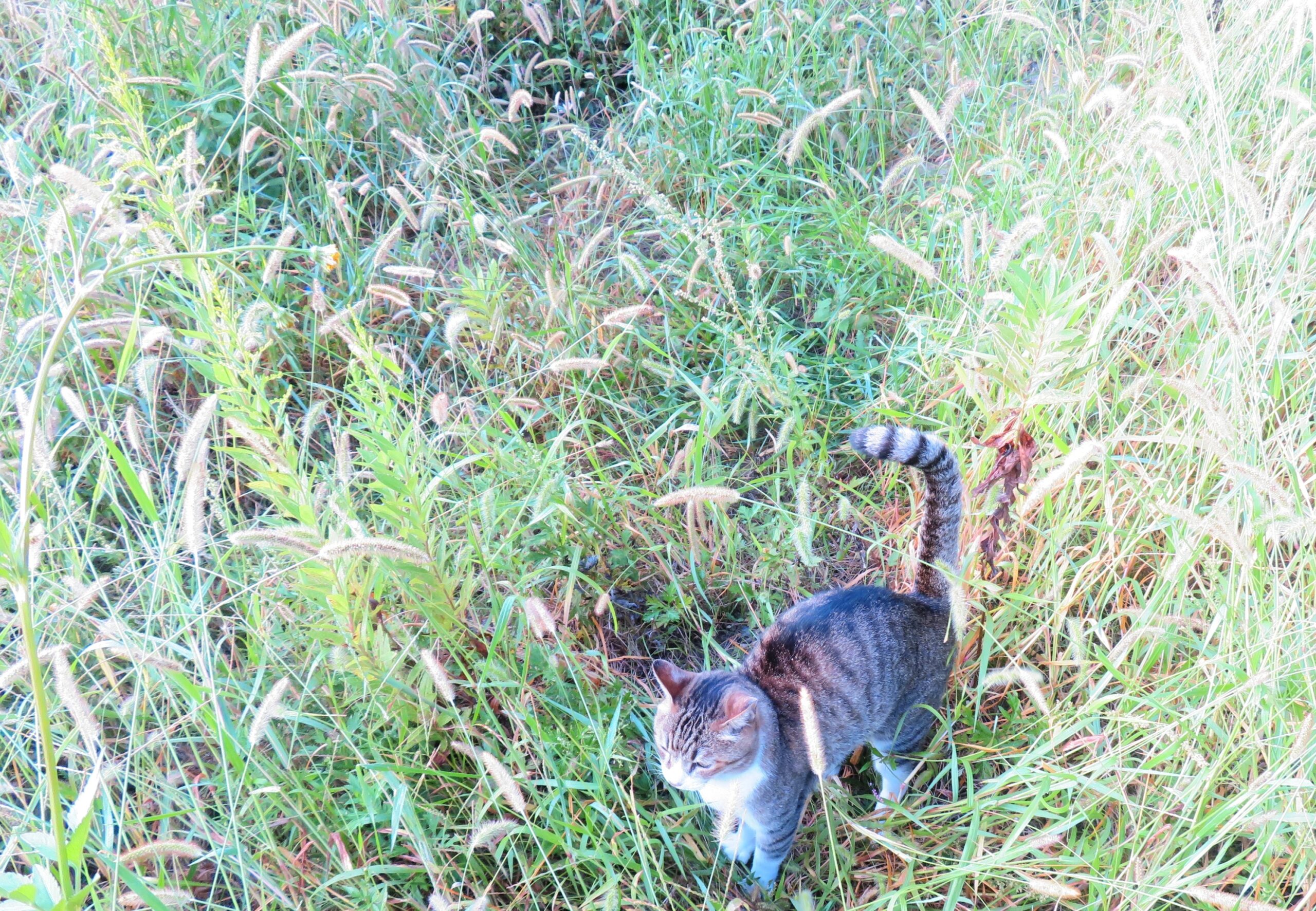 ねこ、風太　巡回