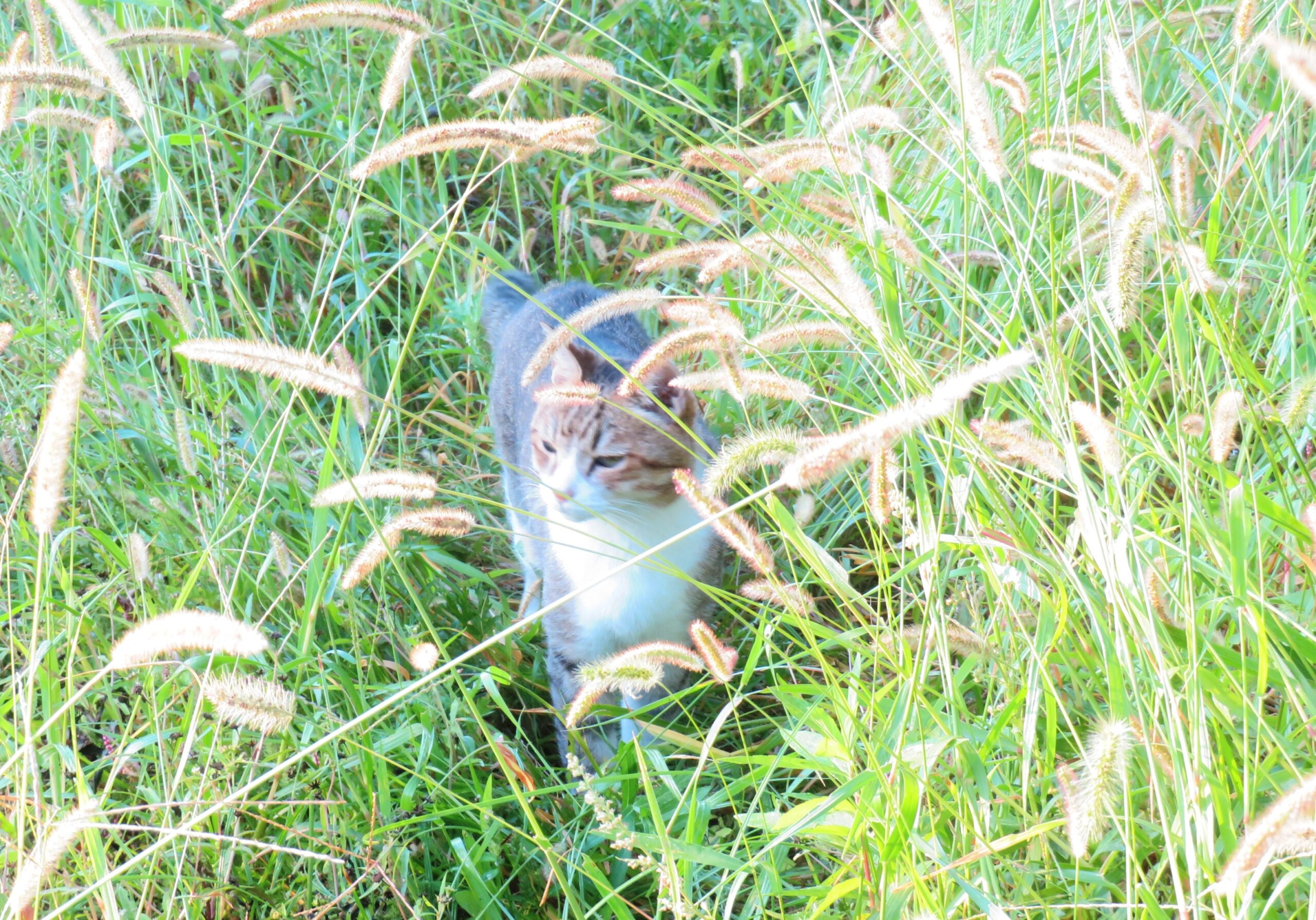 ねこ、風太　巡回