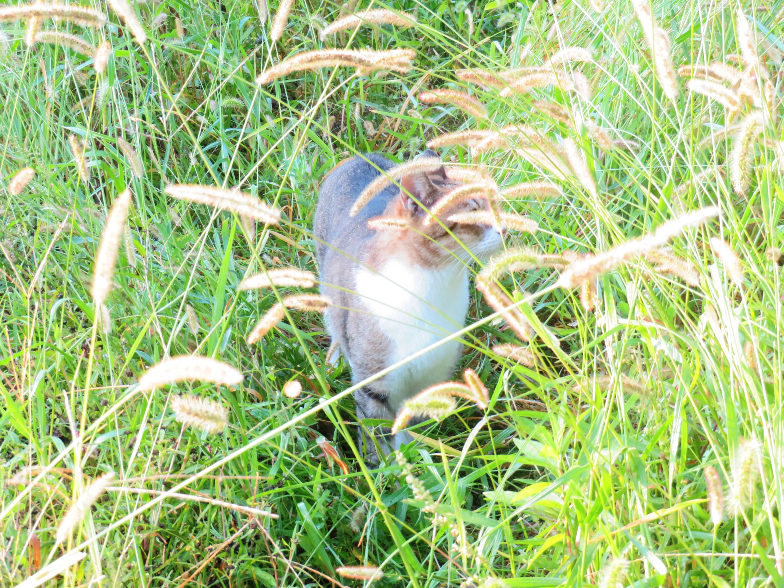 ねこ、風太　巡回