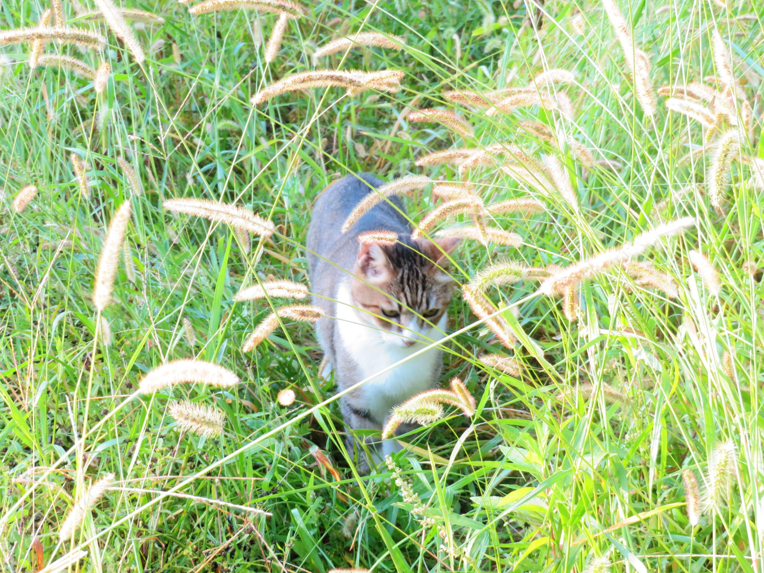 ねこ、風太　巡回