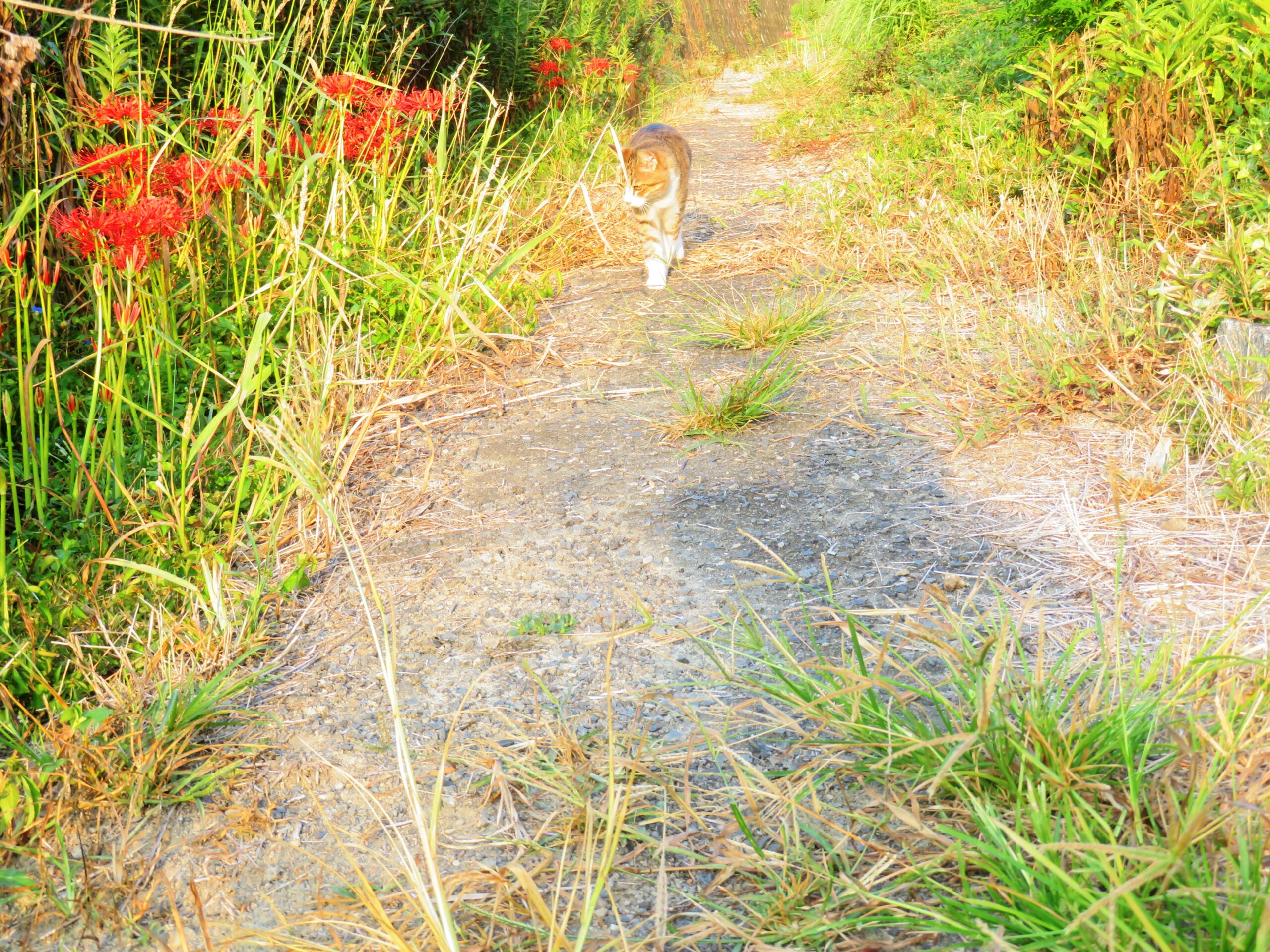 ねこ、風太　巡回