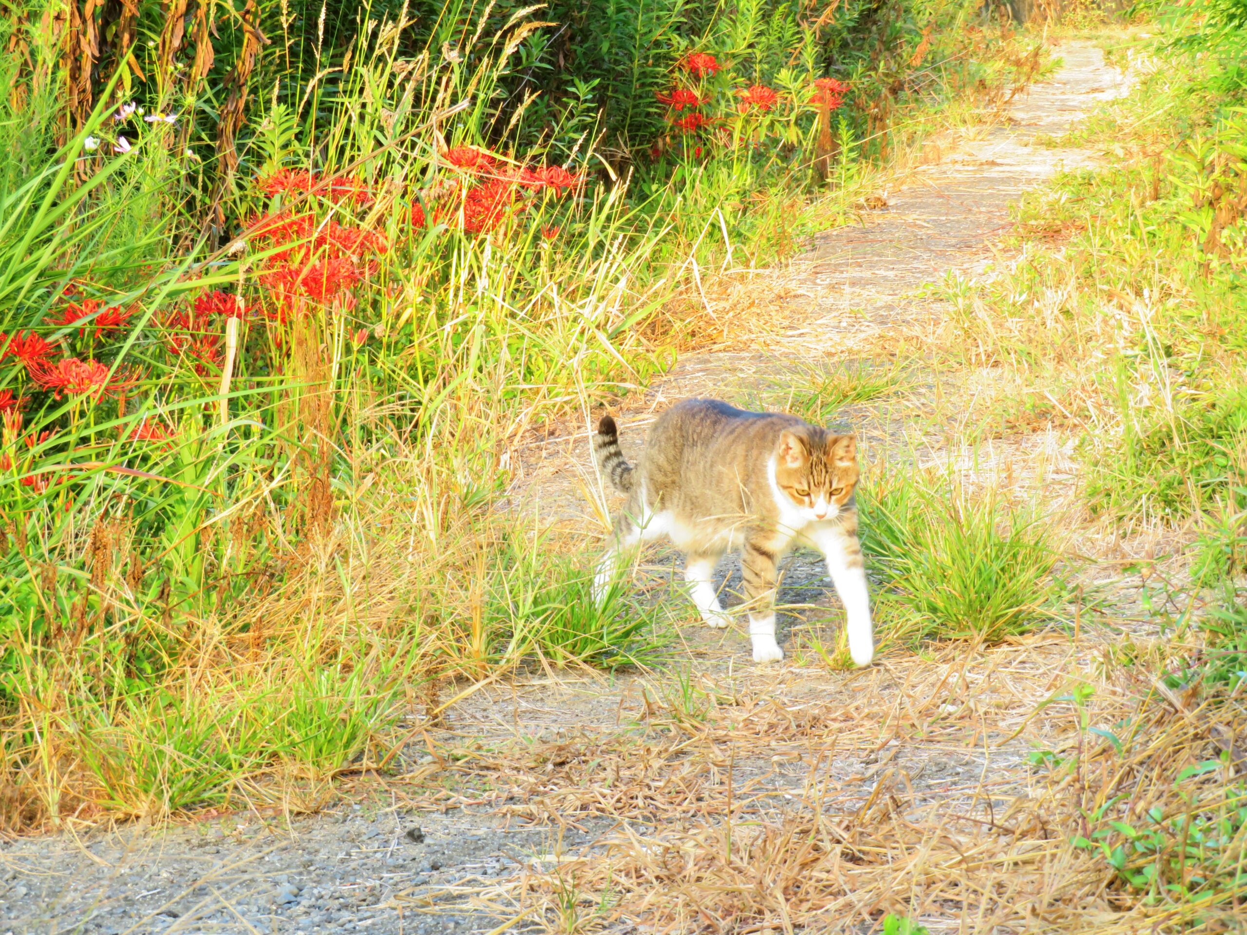 ねこ、風太　巡回