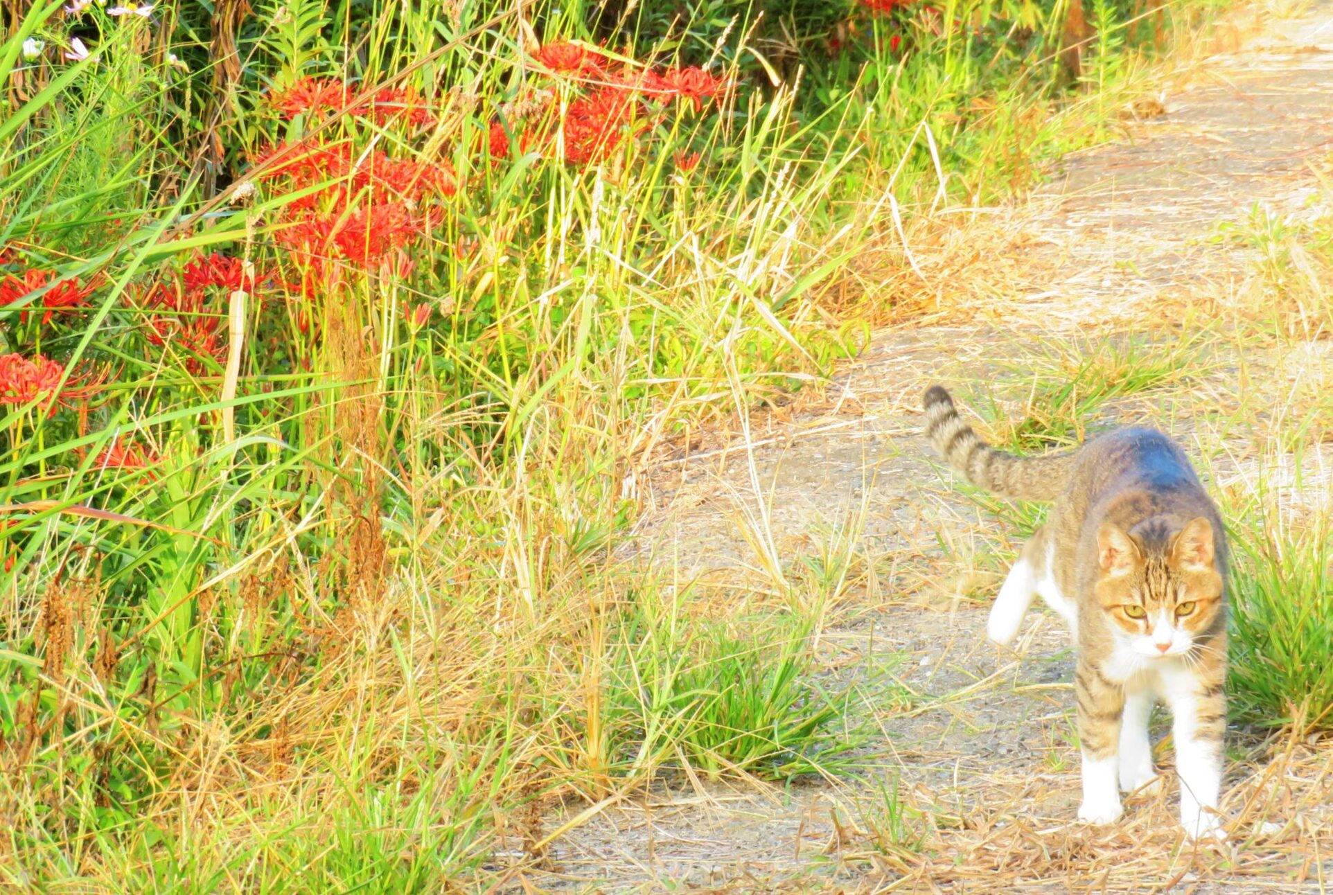 ねこ、風太　巡回