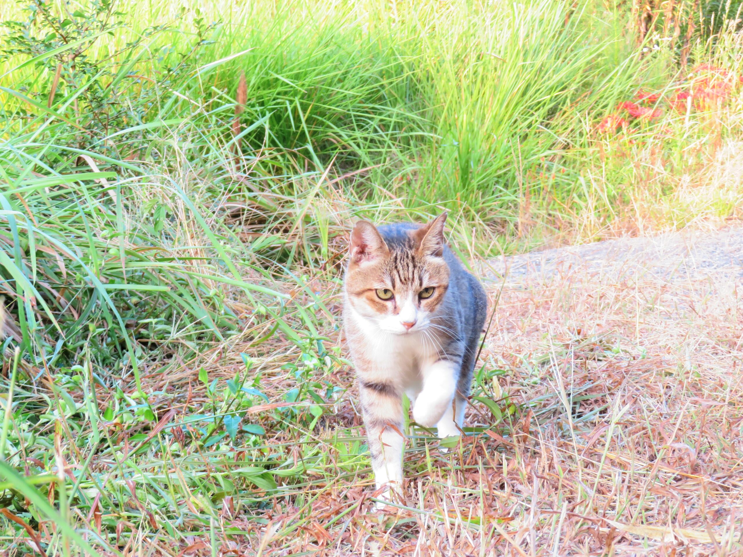 ねこ、風太　巡回