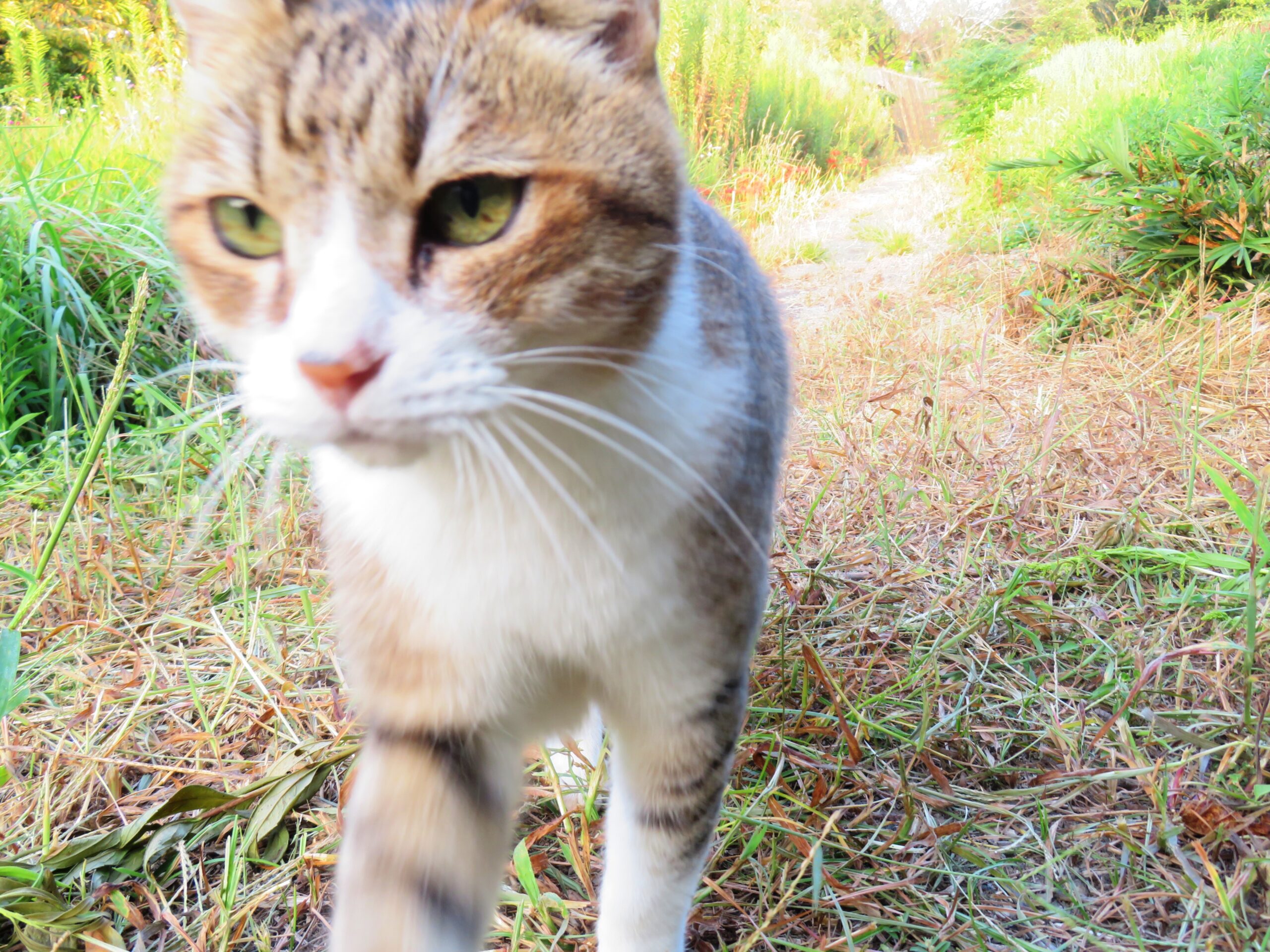 ねこ、風太　巡回