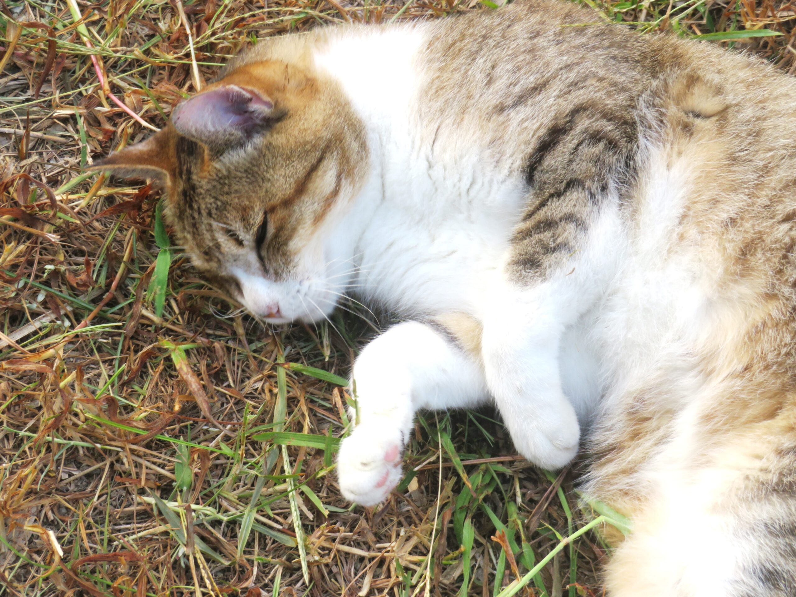 ねこ、風太　ゴロゴロ