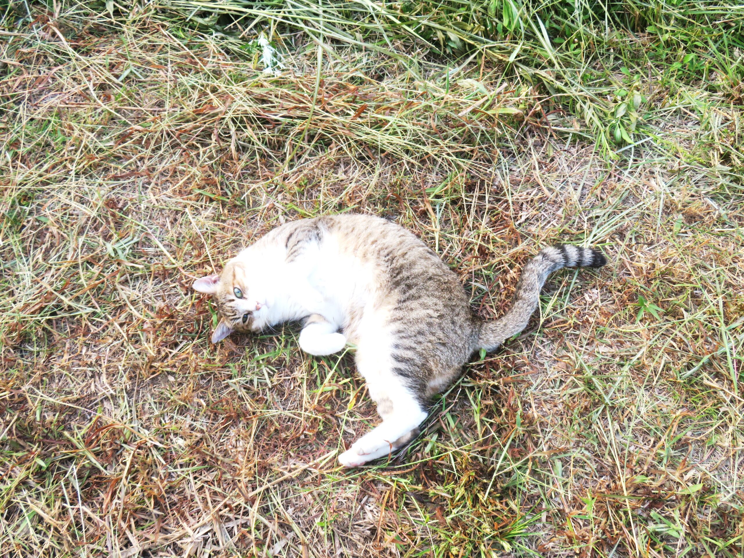 ねこ、風太　ゴロゴロ