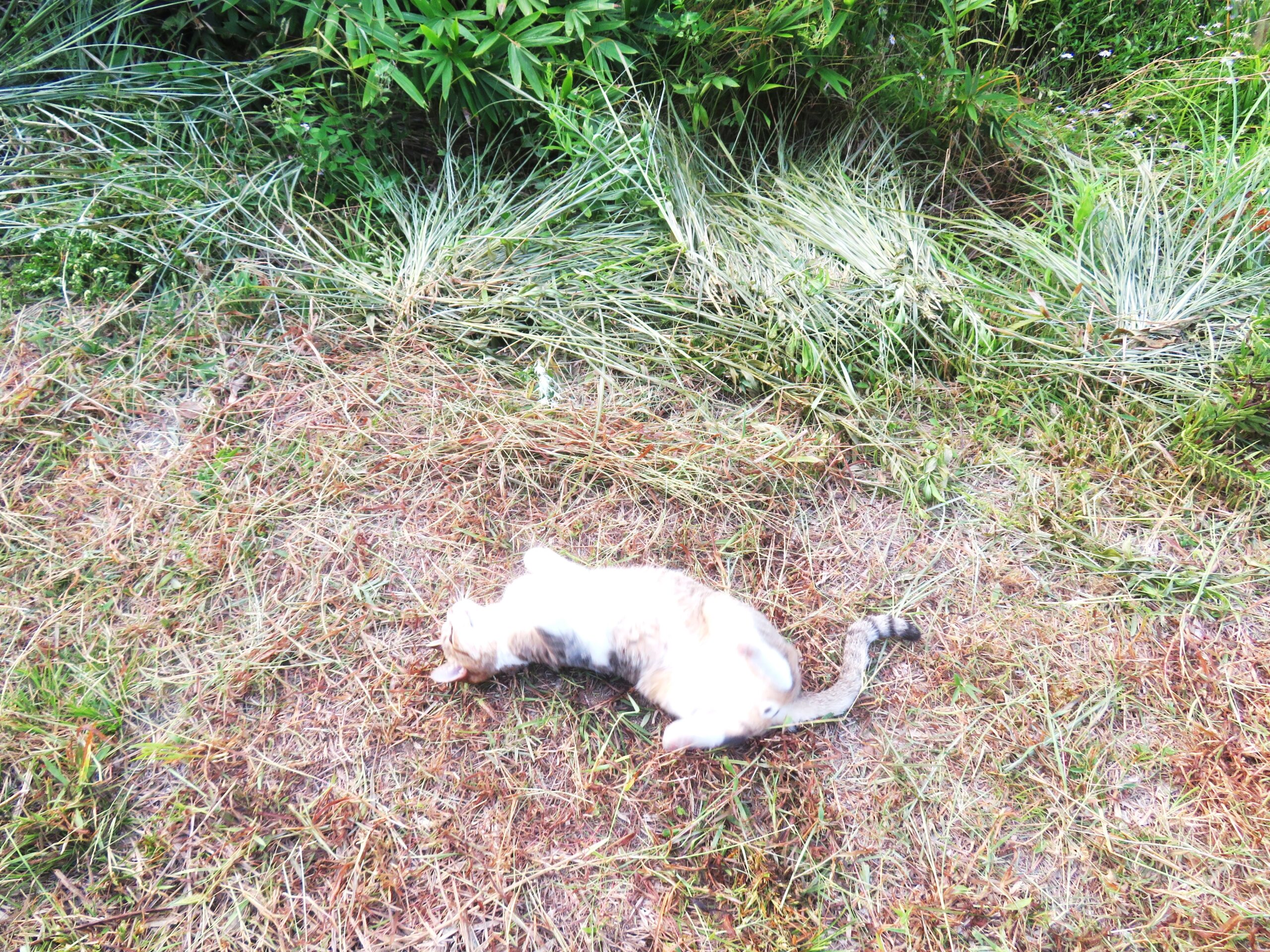 ねこ、風太　ゴロゴロ