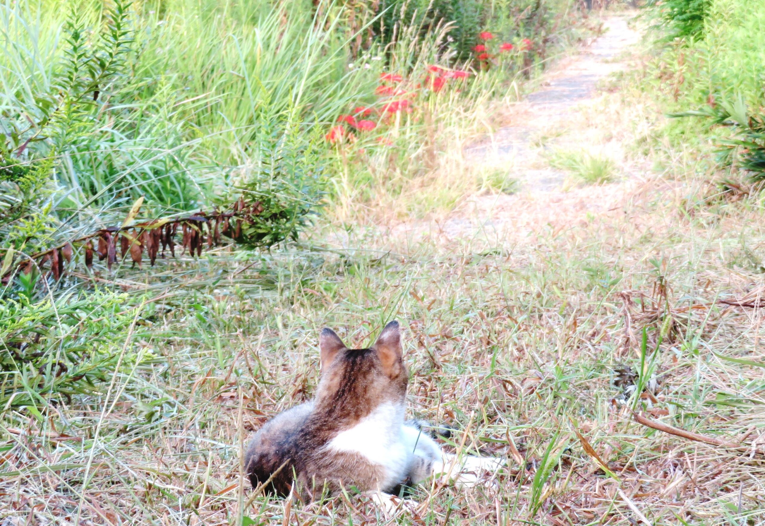 ねこ、風太　巡回