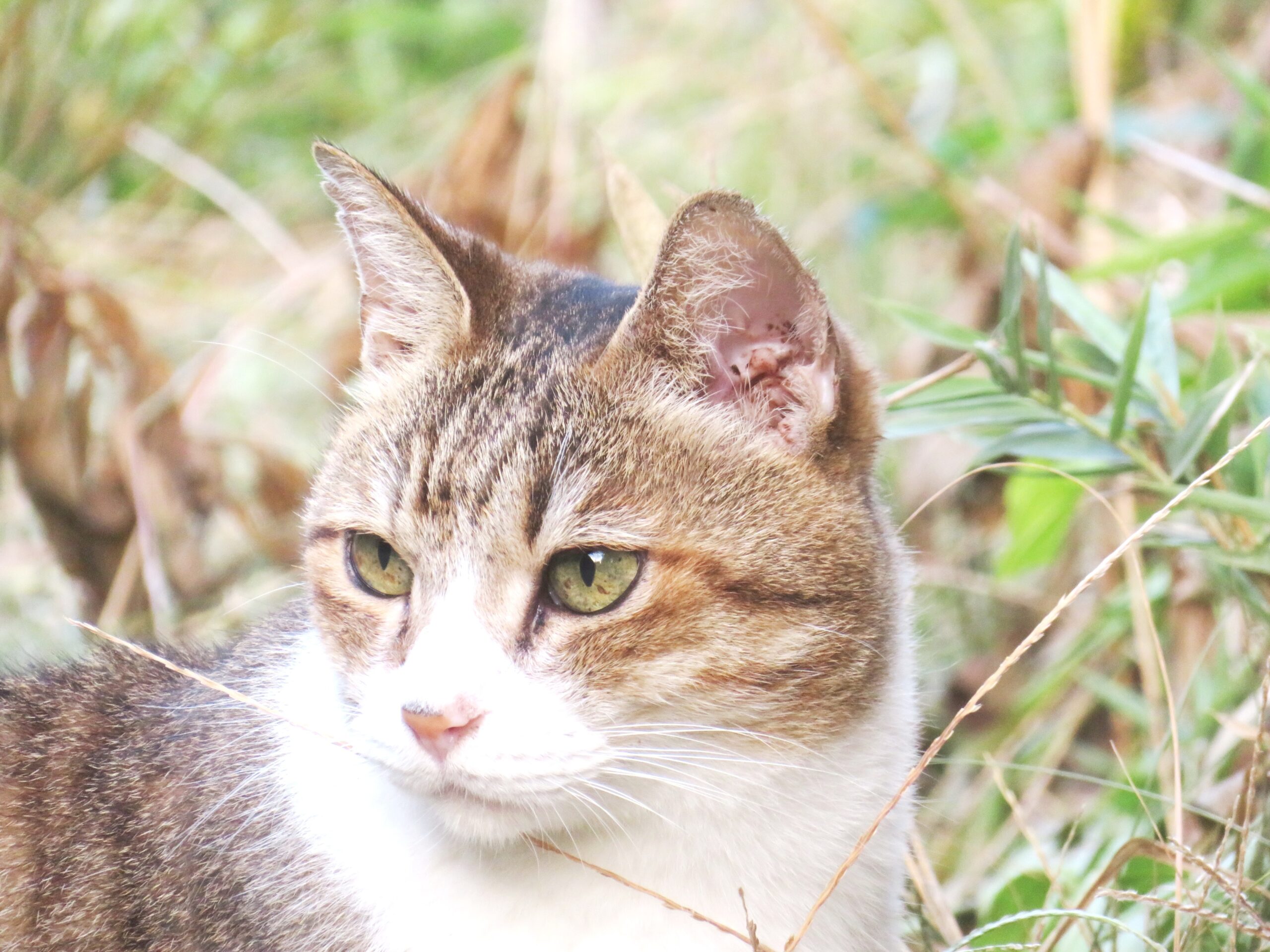 ねこ、風太　巡回