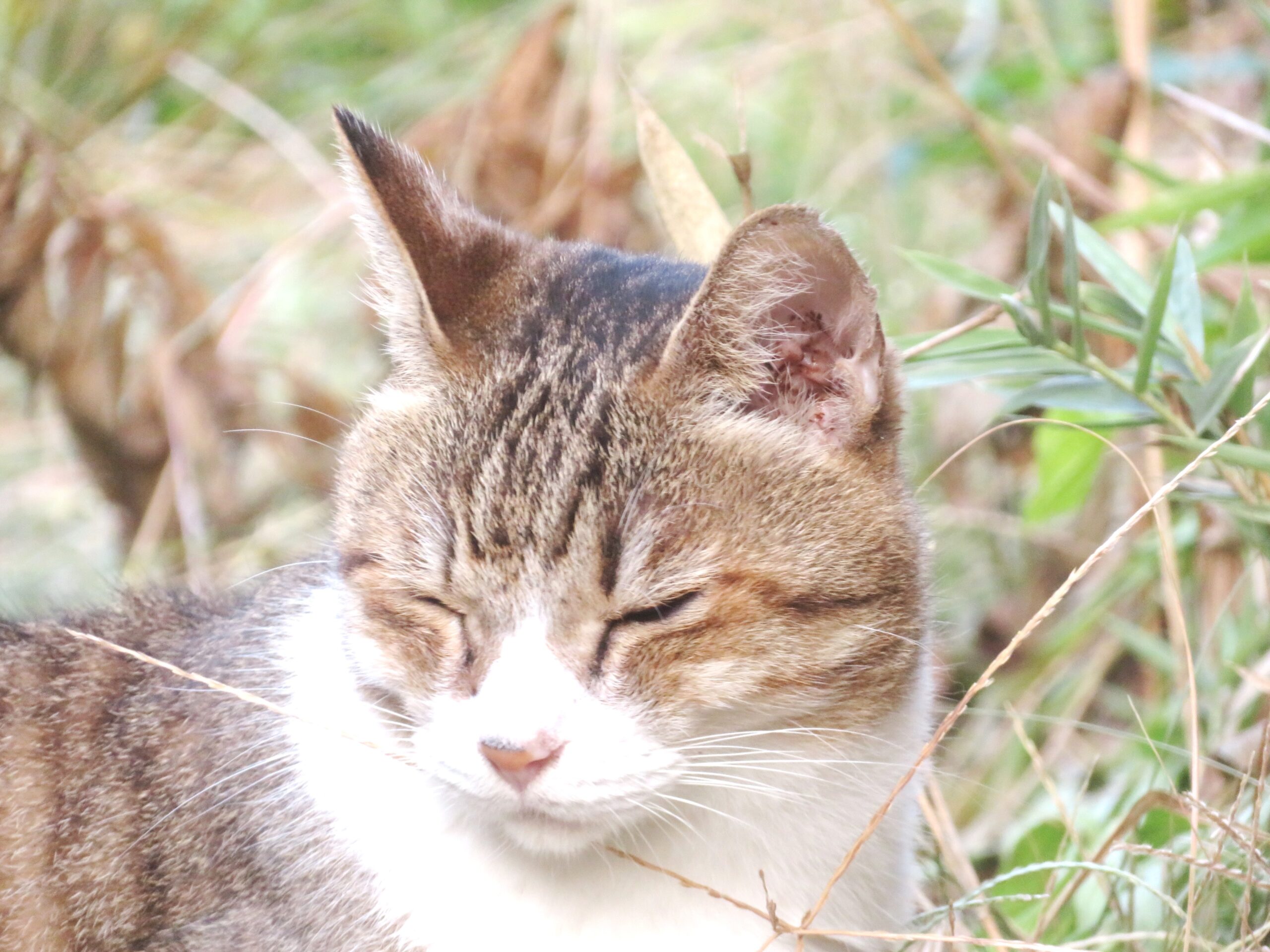 ねこ、風太　巡回