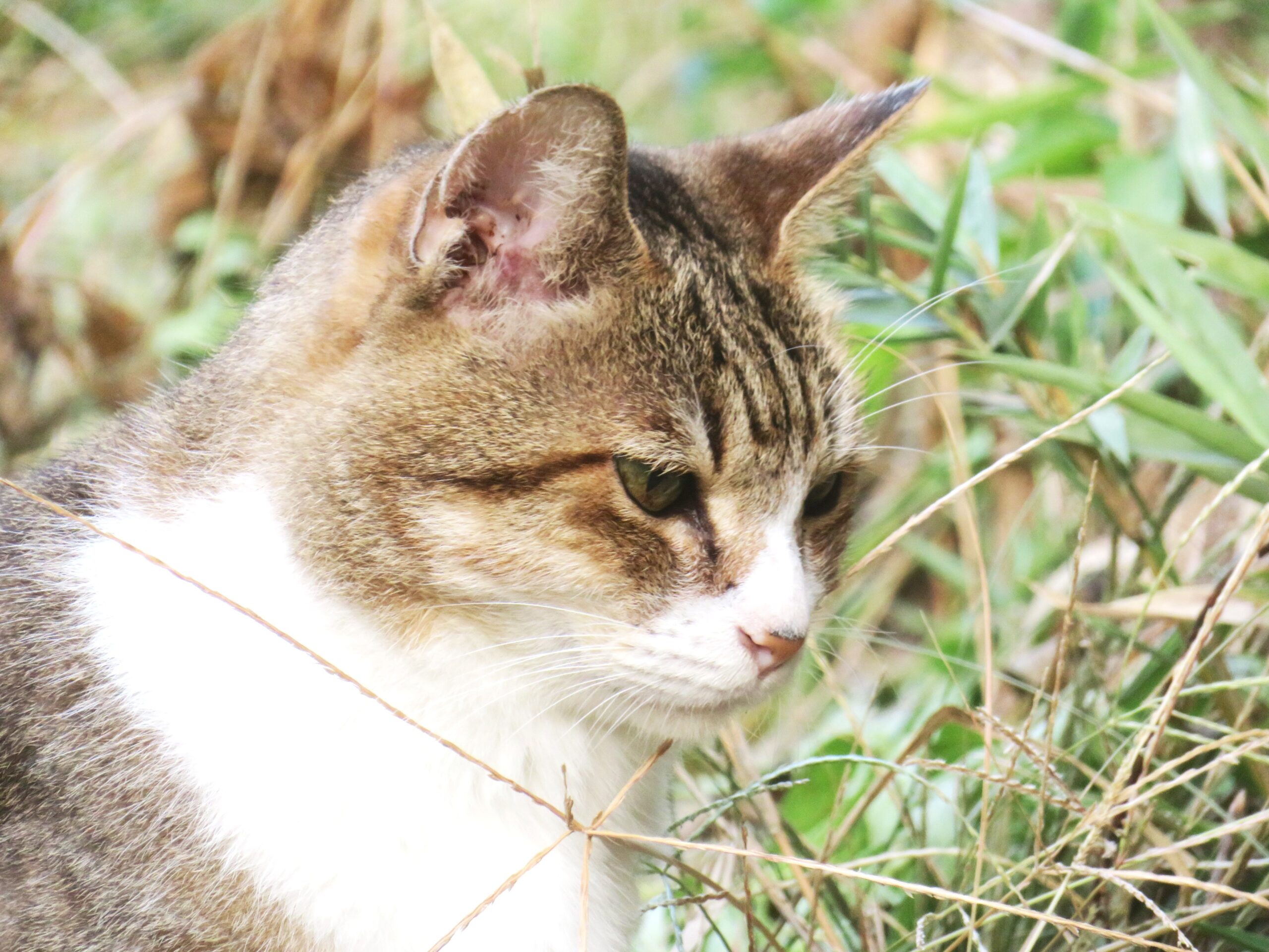 ねこ、風太　巡回